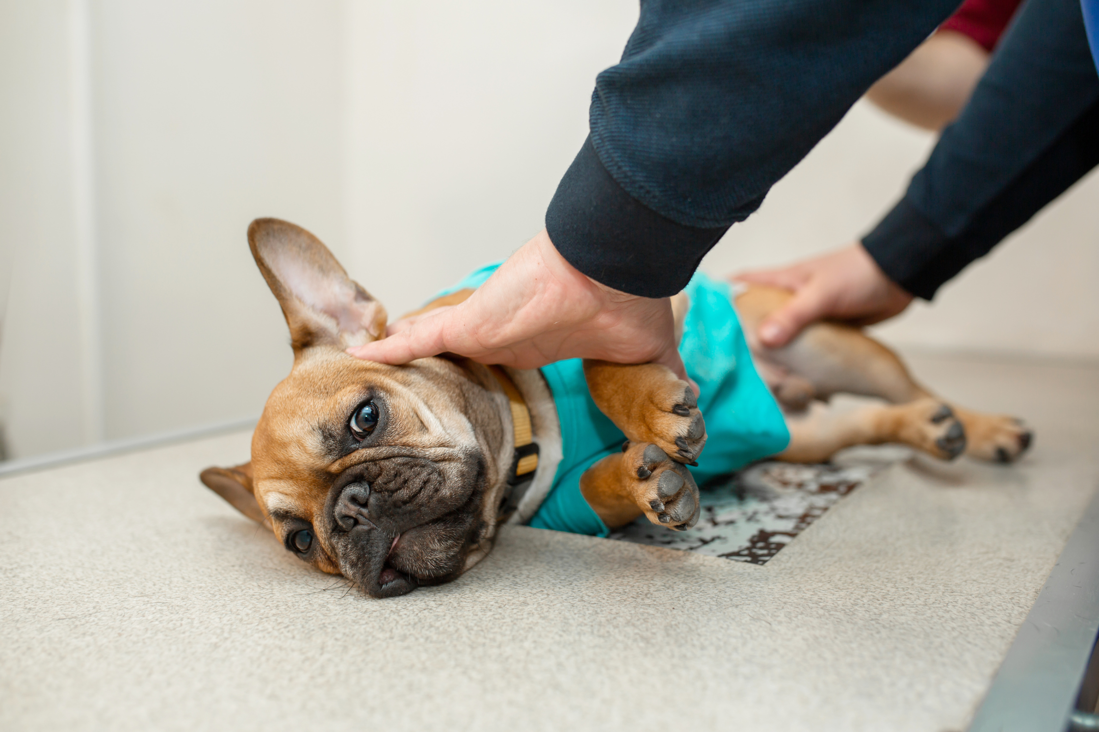 A French Bulldog being evaluated for neurological symptoms at Sage Veterinary Imaging near Houston, Texas