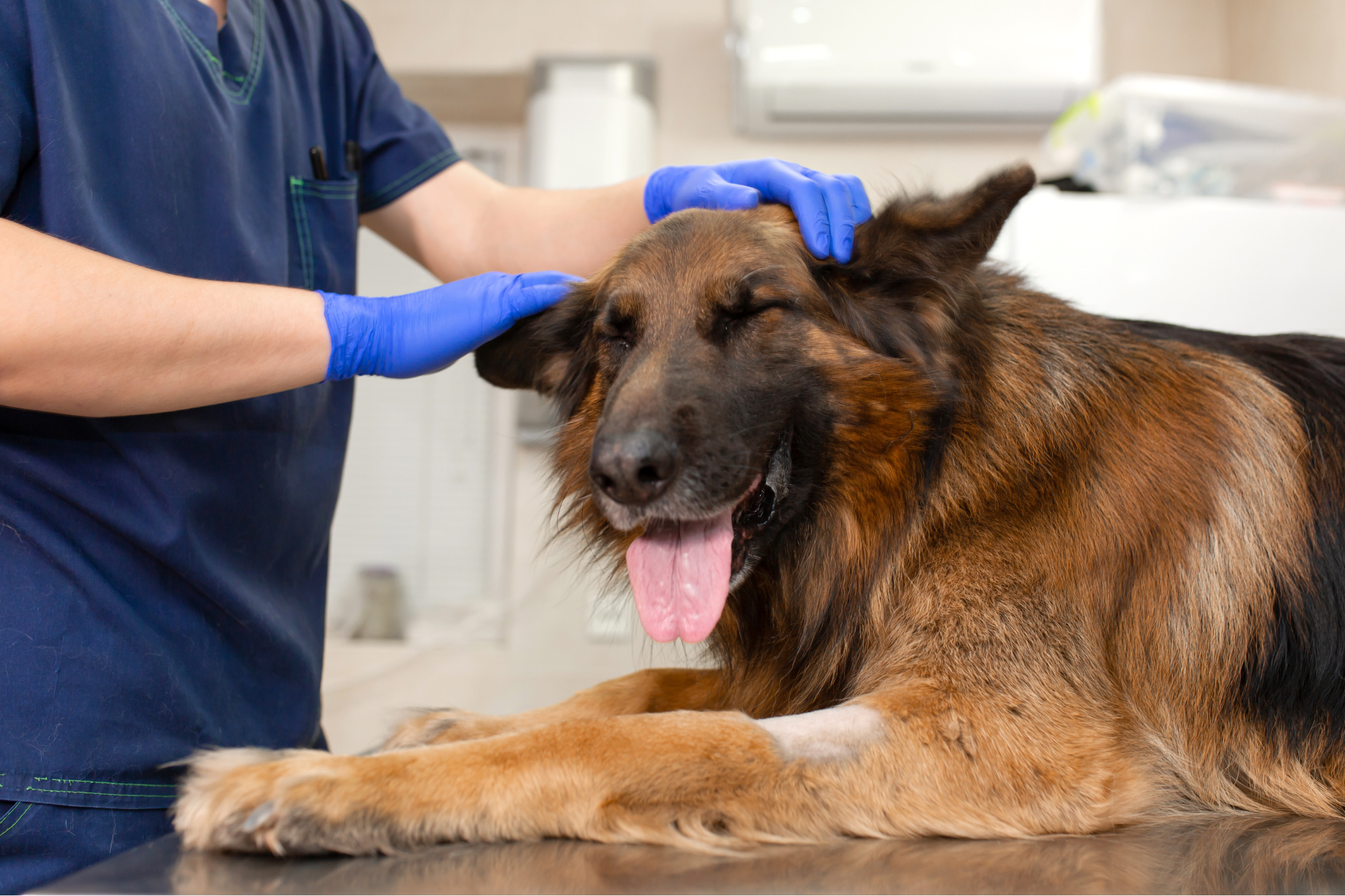 German Shepherd being examined at veterinary clinic for mobility issues