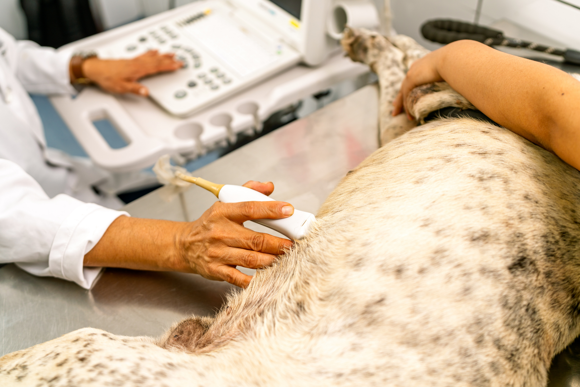 Veterinarian performing an abdominal ultrasound examination on a dog in Utah
