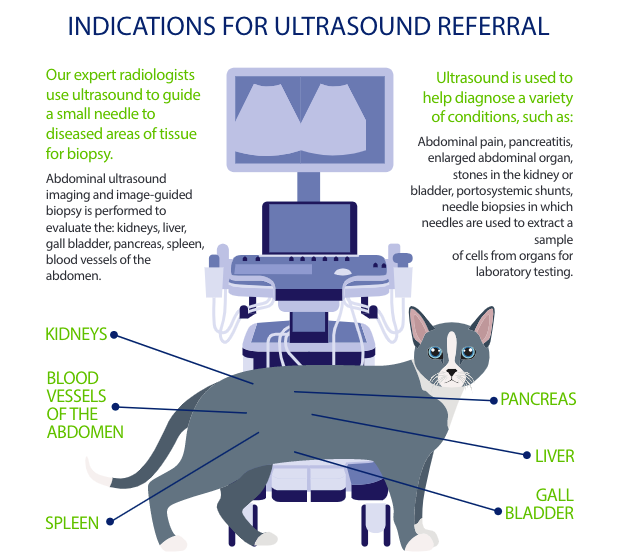 What Does A Dog Ultrasound Cost What Does A Dog Ultrasound Cost