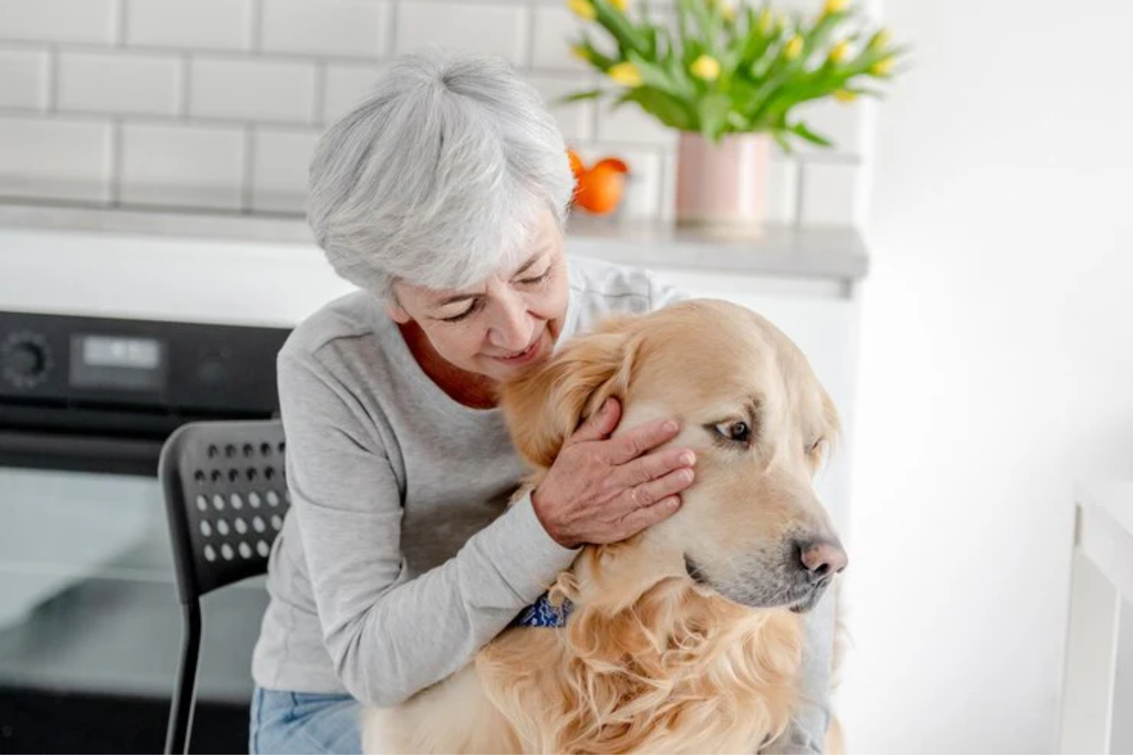 Senior woman gently holding her golden retriever and checking his face in a bright kitchen