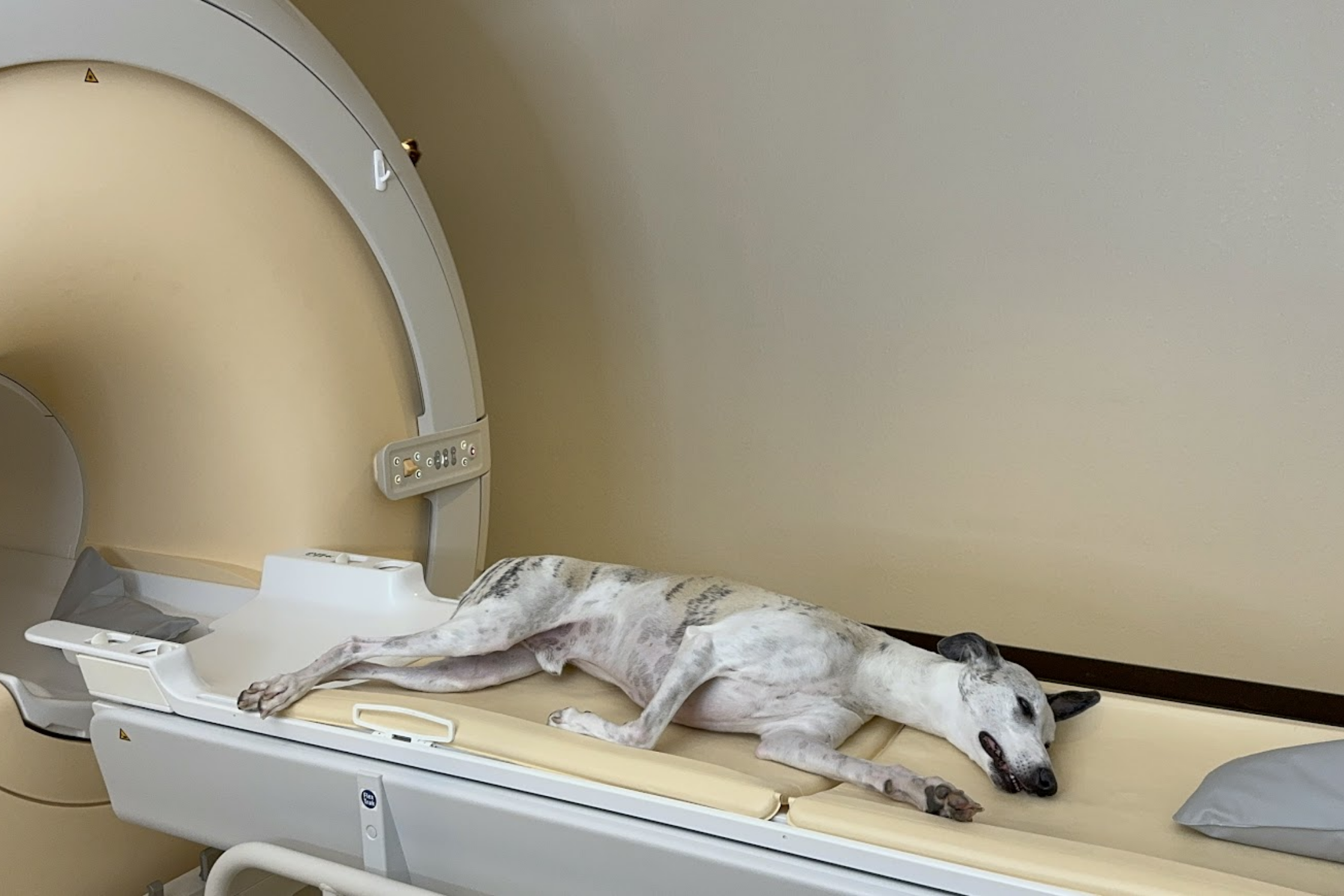 A dog positioned for an MRI scan near Pflugerville, Texas