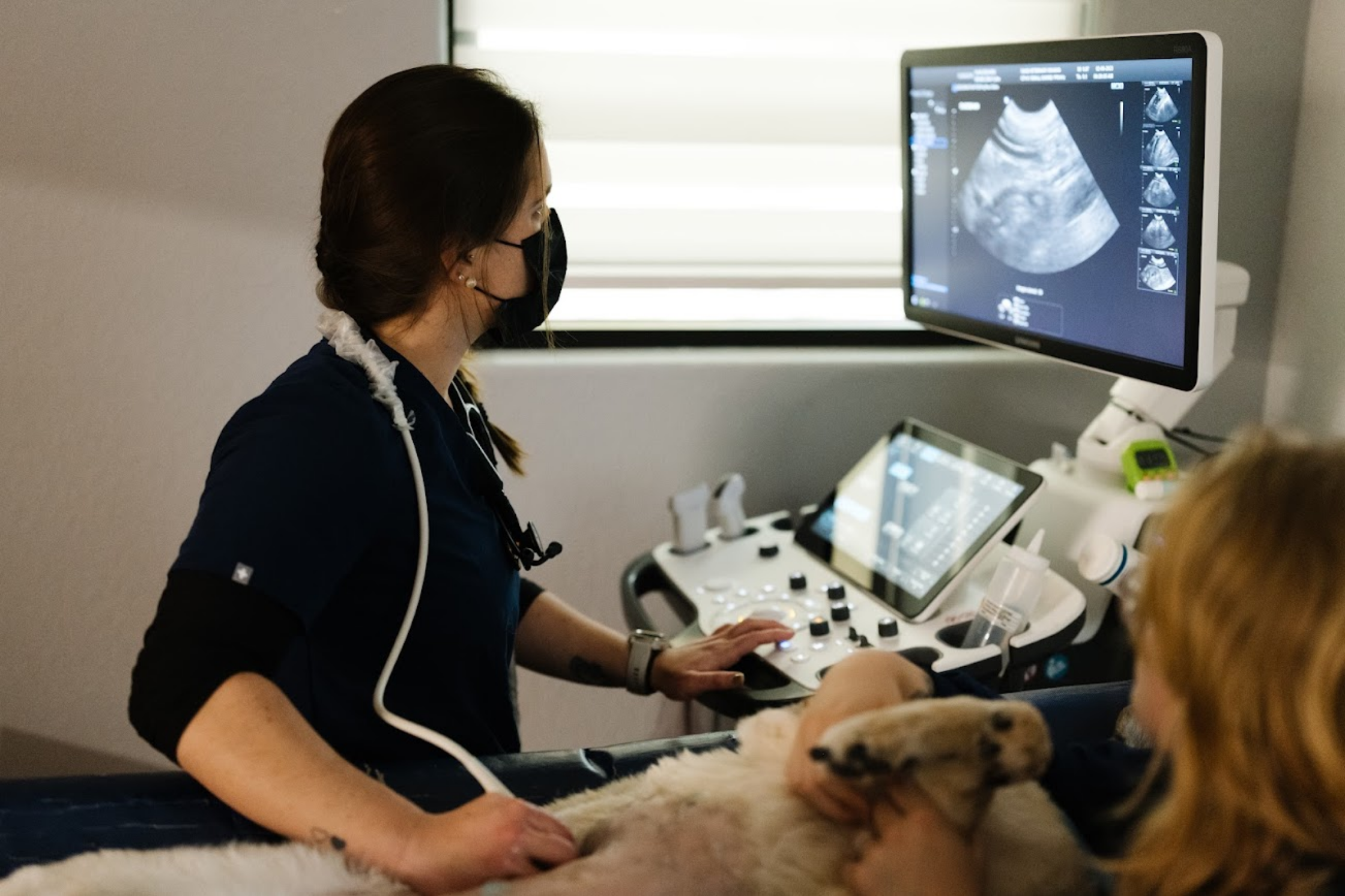 A veterinary professional performing an ultrasound examination on a dog during an urgent diagnostic evaluation
