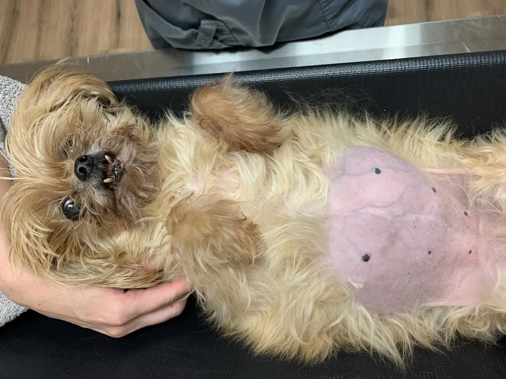 Razor Burn in Dogs: Everything You Need to Know — Sage Veterinary ...