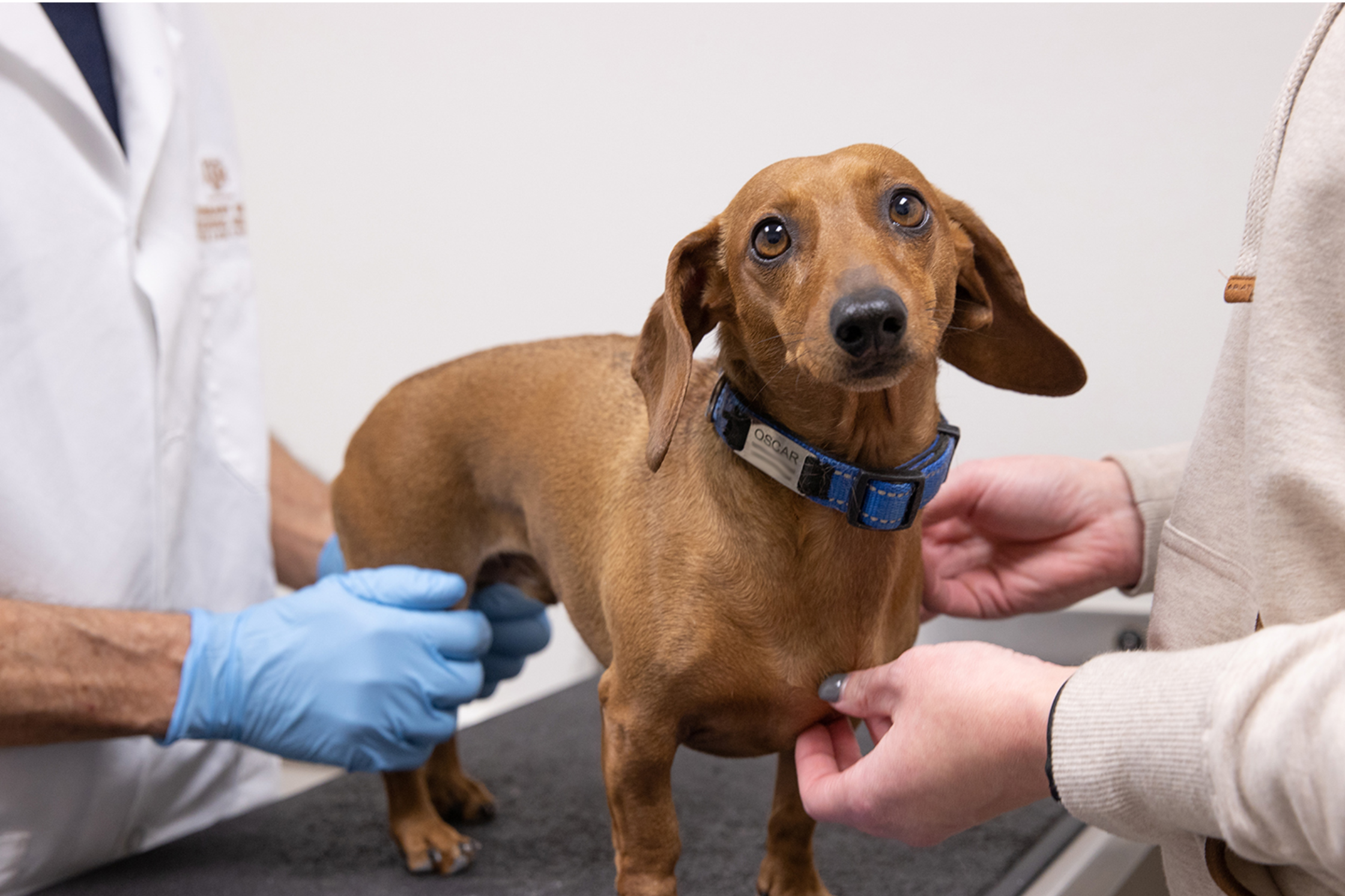Veterinarian performing physical examination on a Dachshund to evaluate back pain and neurologic function