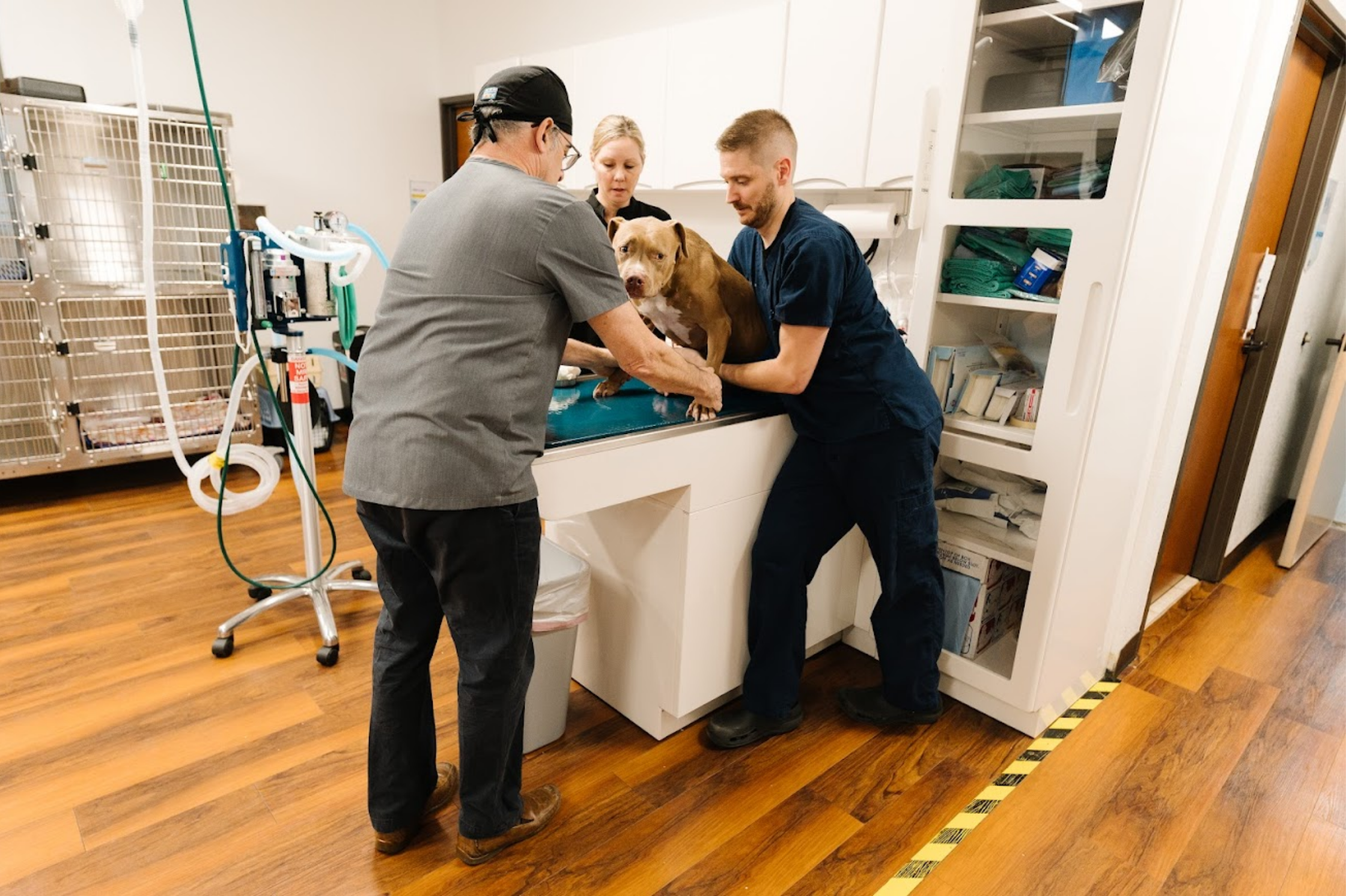 Dog being evaluated by veterinary professionals for possible IVDD at Sage Veterinary Imaging near Houston, Texas