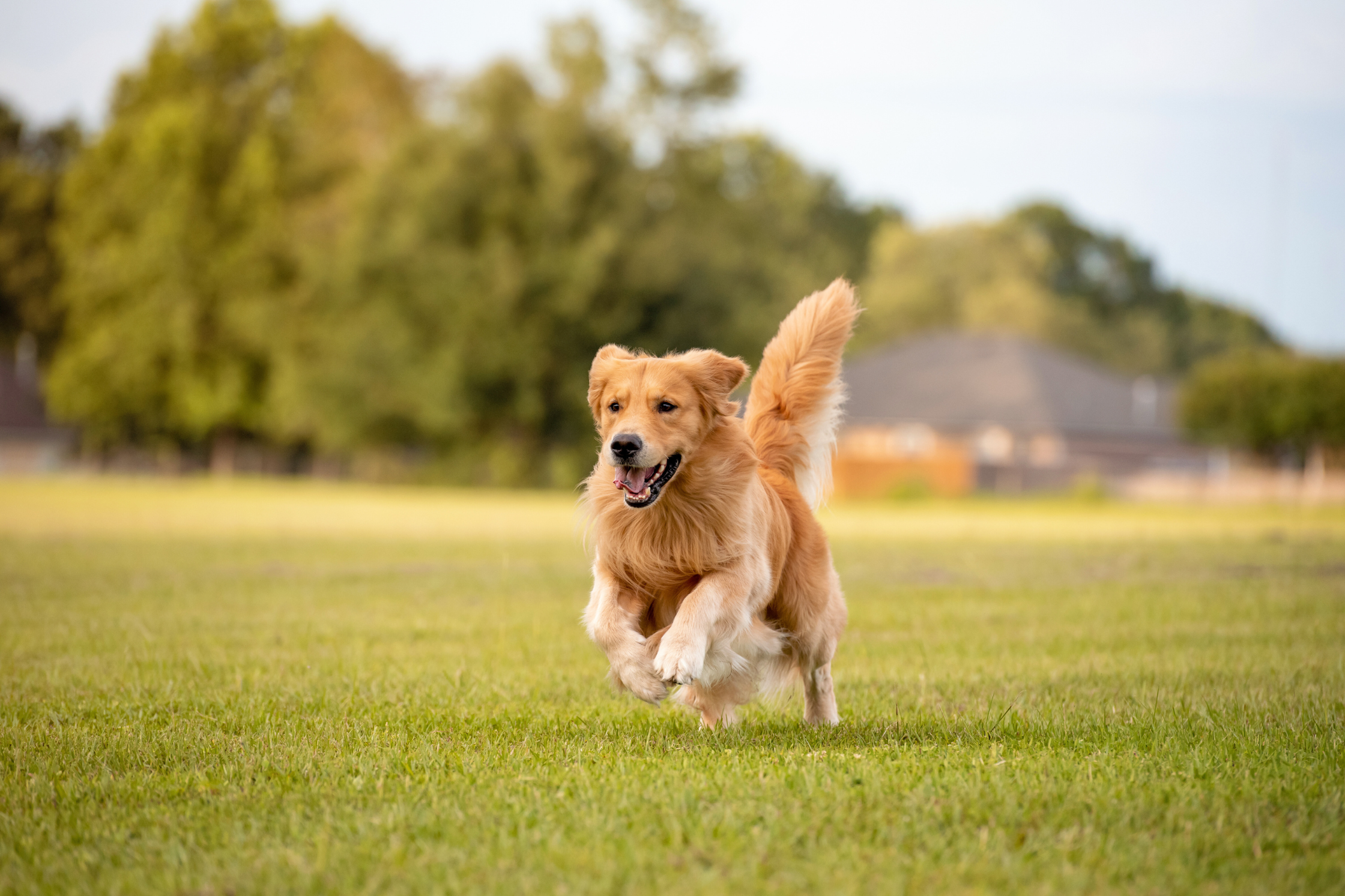 Golden Retriever running joyfully across a grassy field