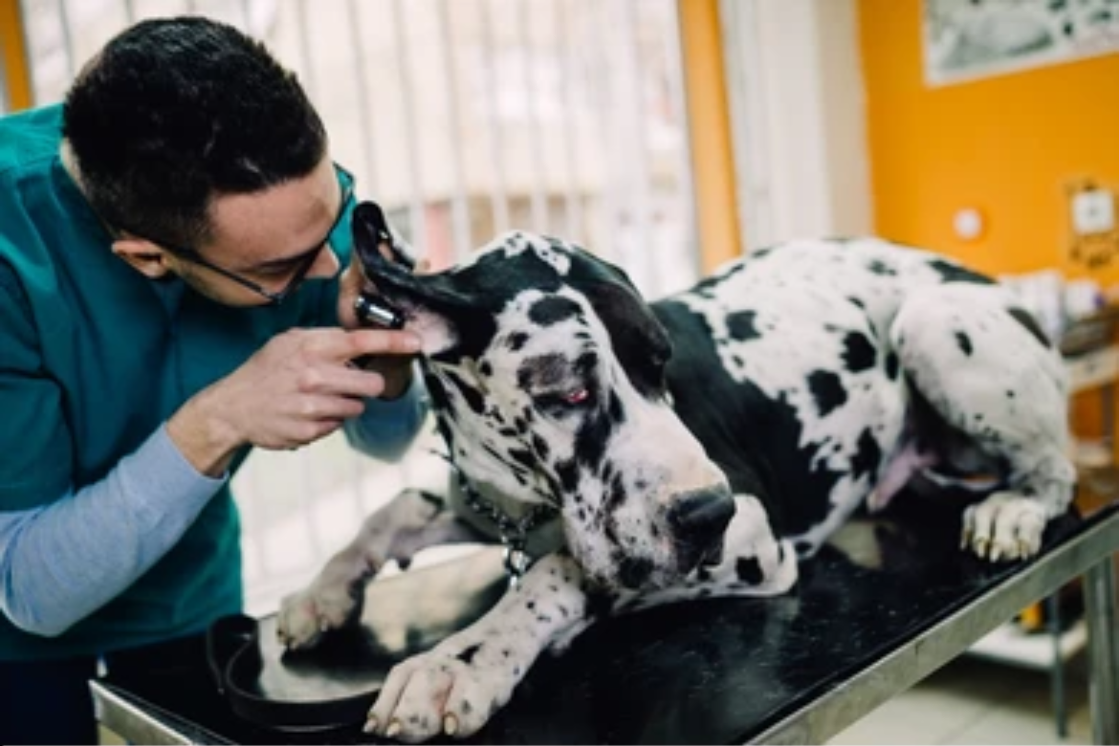 Veterinarian performing a neurologic exam on a Great Dane to evaluate possible cervical spinal disease.