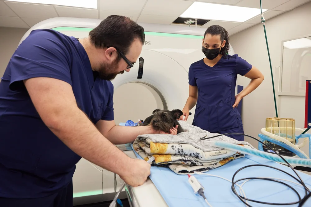 Neurological Disorders in French Bulldogs — Sage Veterinary Imaging