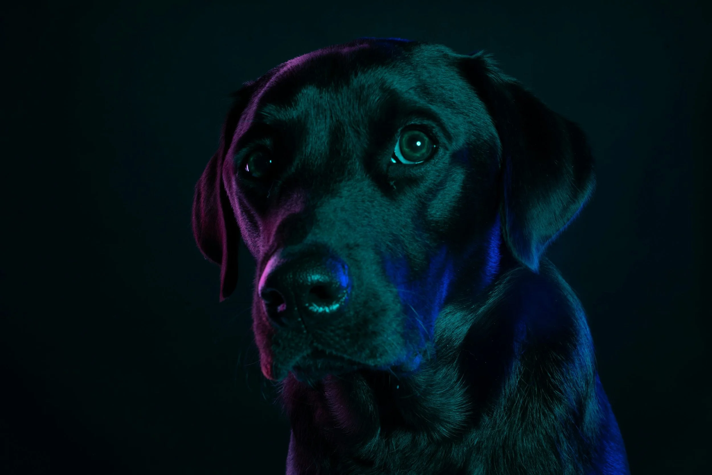 Dog portrait representing pets undergoing MRI imaging for neurological diagnostic evaluation
