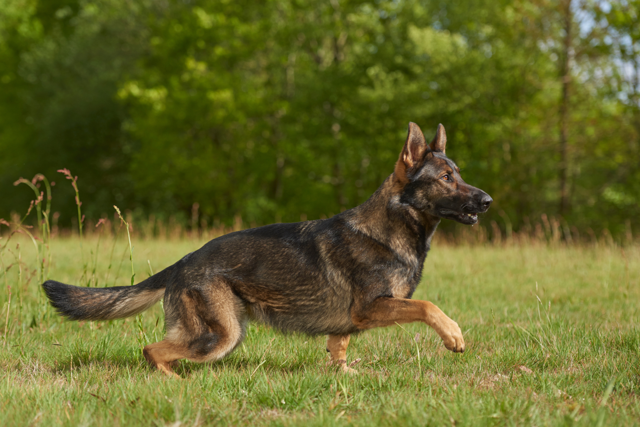 Active German Shepherd running with healthy stride after spinal treatment