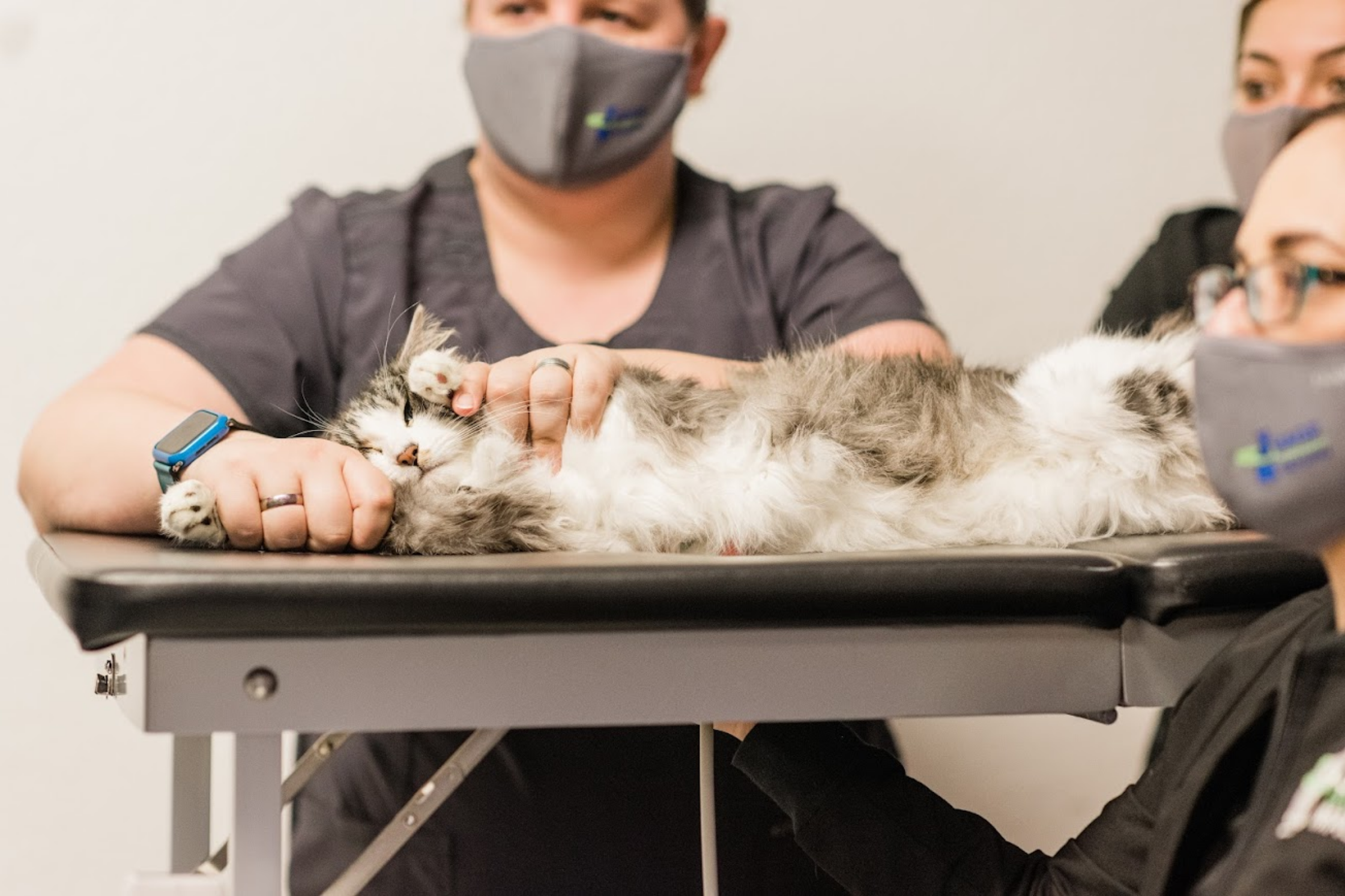 Veterinary professionals monitoring a cat receiving specialized care during radioiodine therapy