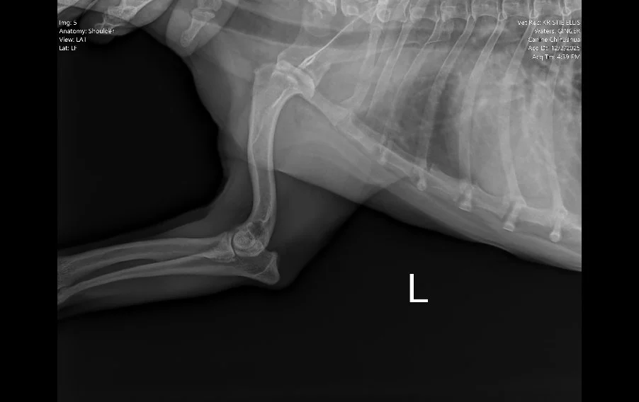 Lateral shoulder radiograph in a dog showing decreased joint space consistent with mild arthritis