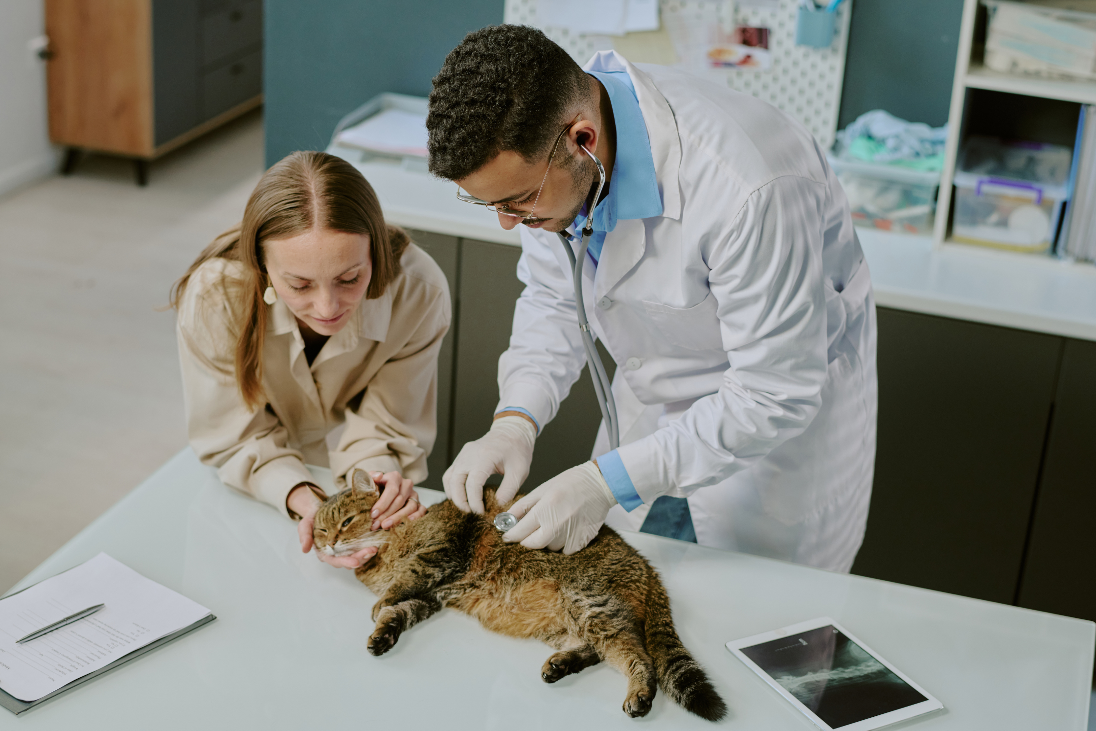 A veterinarian examining a cat while speaking with its owner during a consultation in Texas