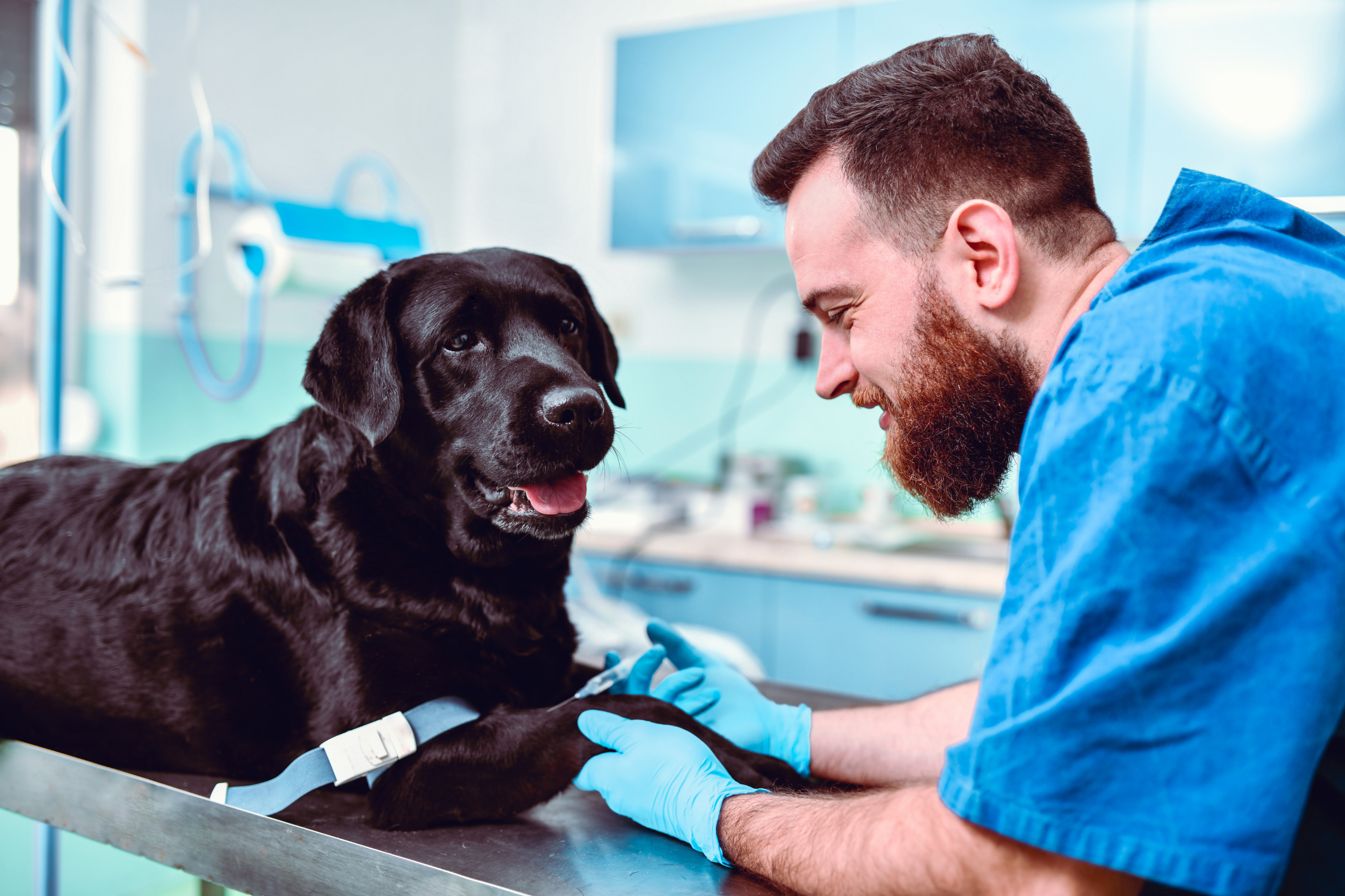 Veterinarian examining a dog during evaluation for IVDD and spinal health concerns near Houston, Texas