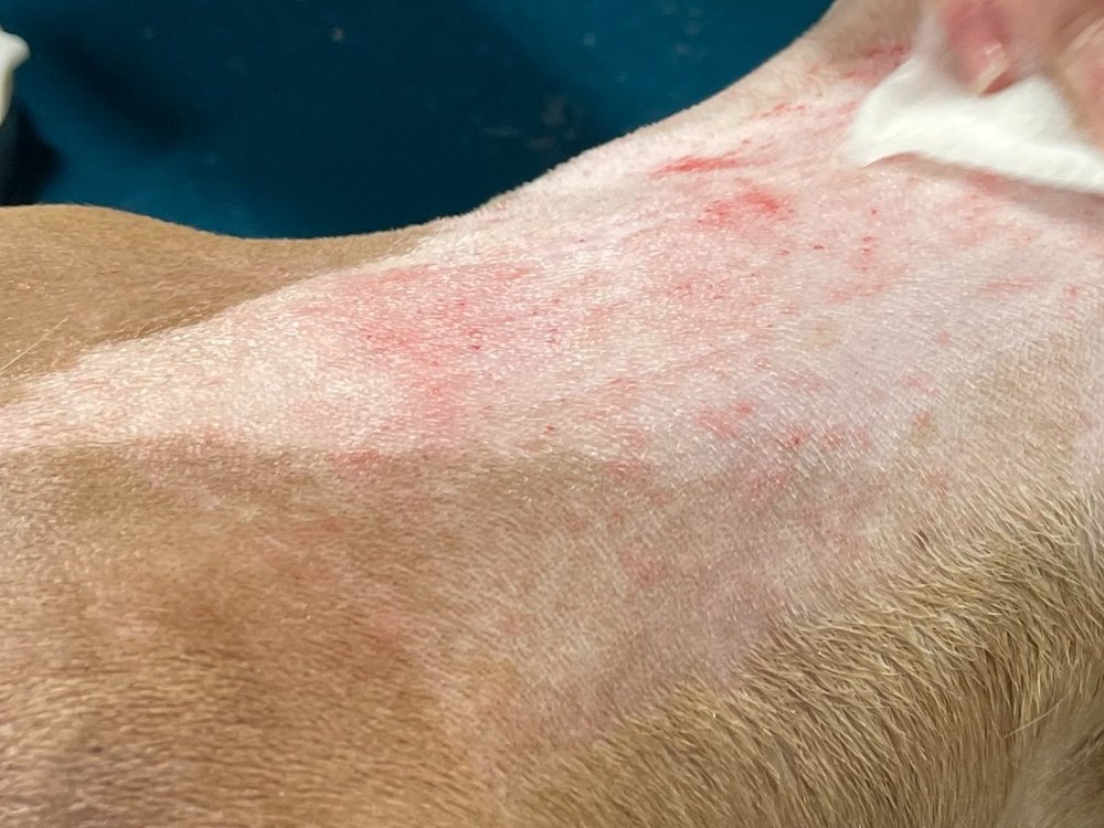 Razor Burn in Dogs: Everything You Need to Know — Sage Veterinary ...