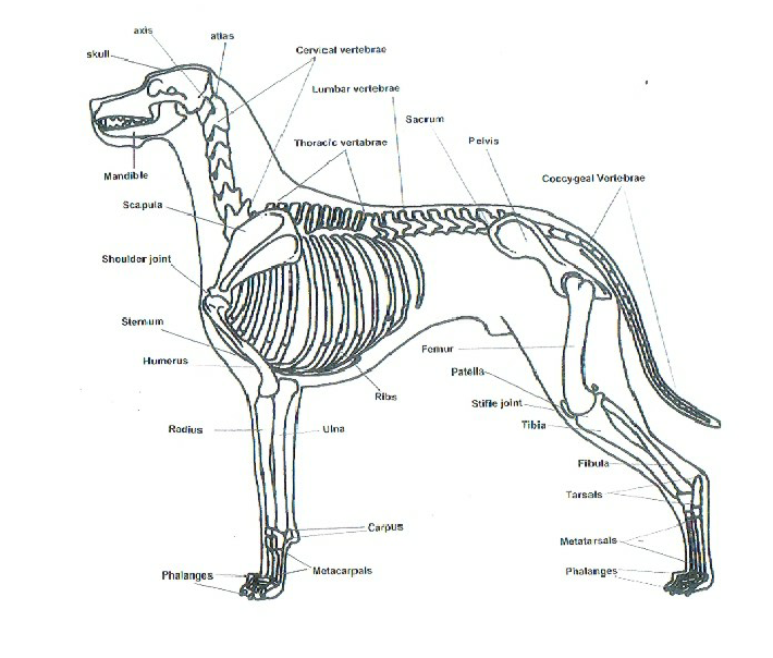 Diagram of canine skeletal anatomy highlighting the cervical spine and major joints involved in movement.