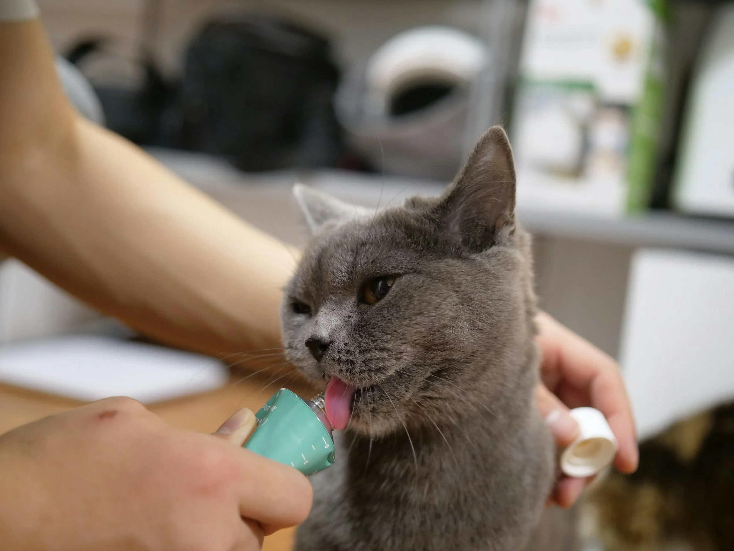 Cat receiving care in a veterinary clinic representing evaluation prior to ultrasound diagnostic imaging