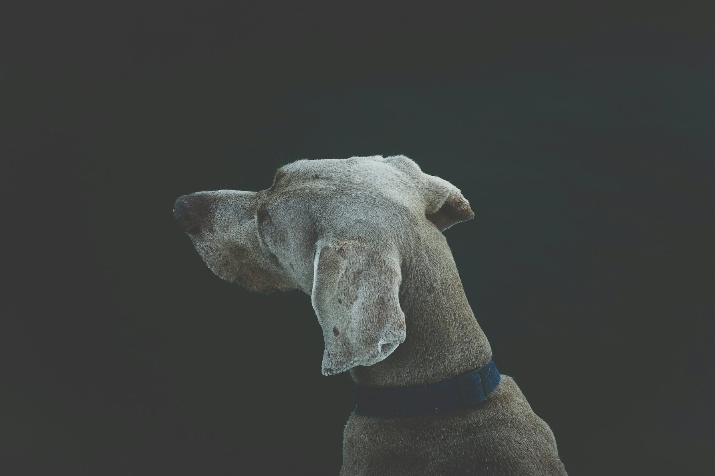 Close-up of a calm dog awaiting veterinary ultrasound imaging for diagnostic evaluation