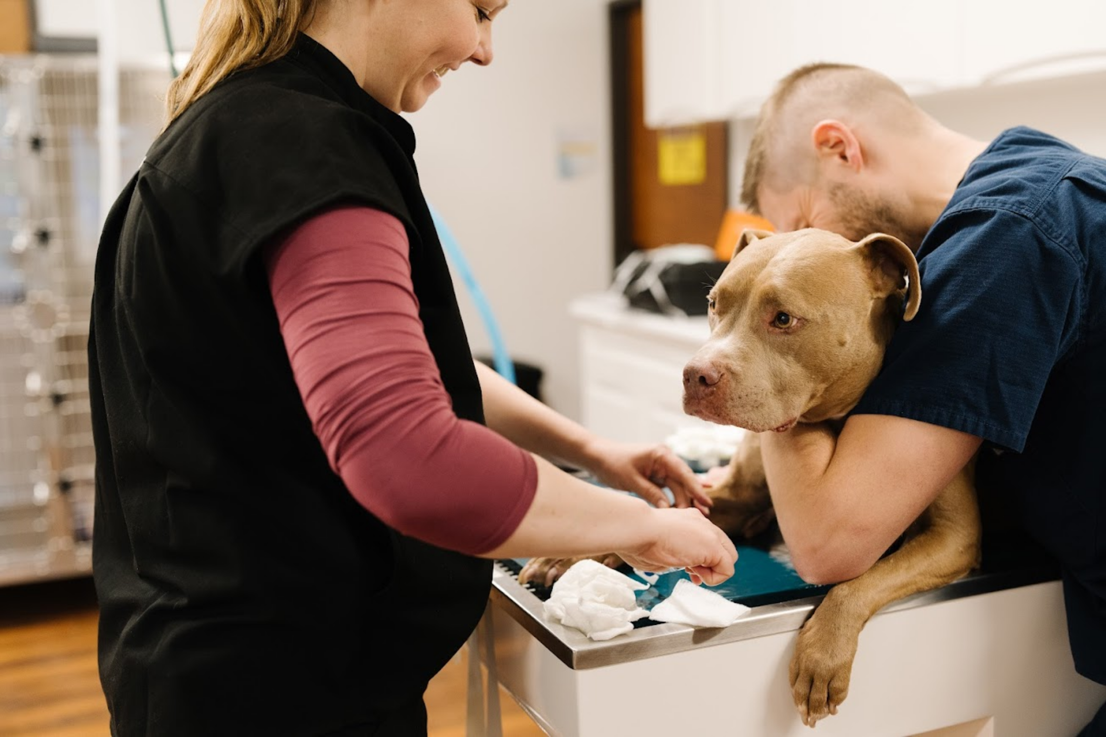 Veterinary team caring for a dog during an advanced diagnostic imaging appointment at Sage Veterinary Imaging in Round Rock, Texas.