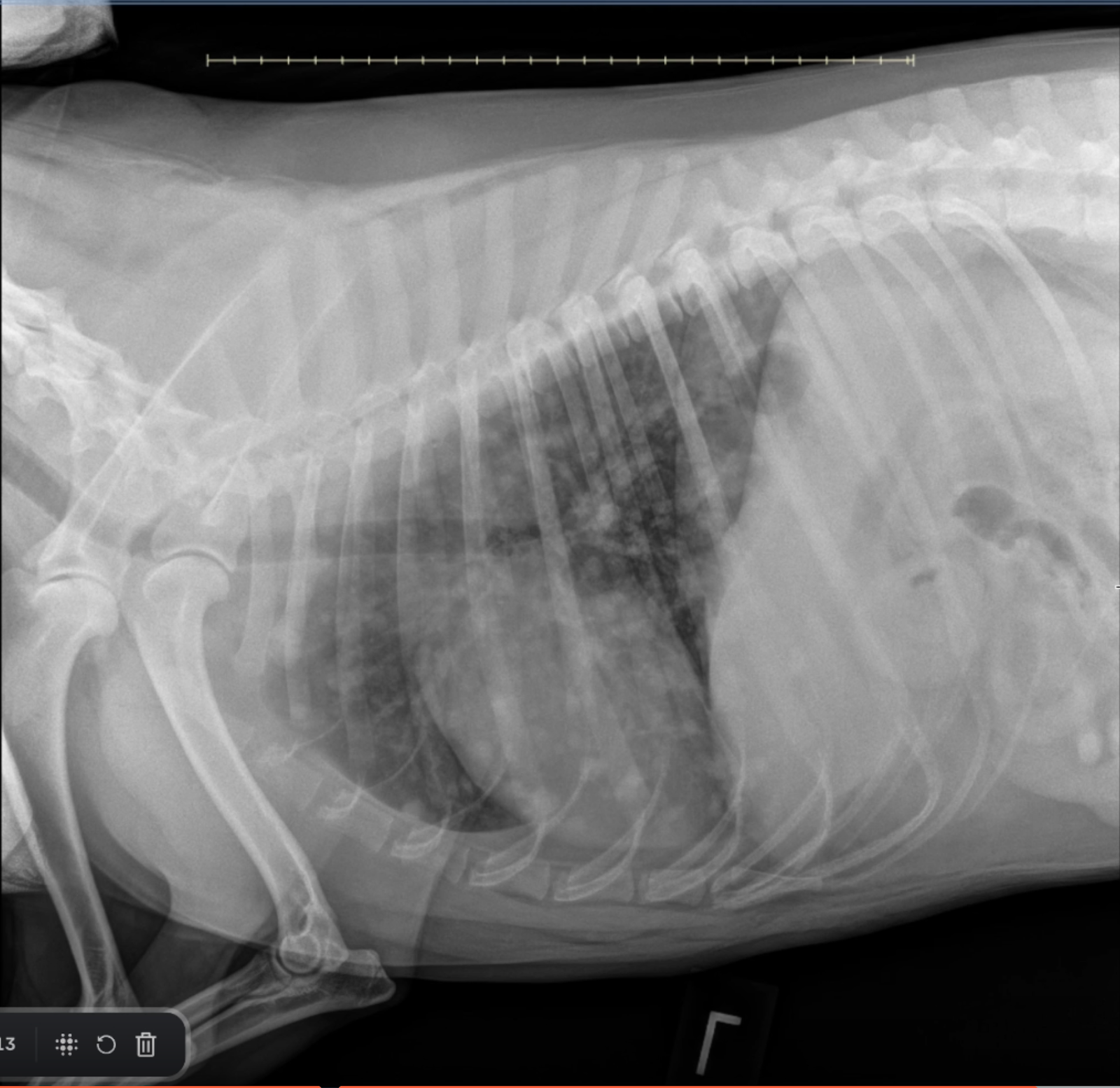 Left lateral thoracic radiograph of Australian Cattle Dog confirming widespread pulmonary nodules typical of metastatic disease.