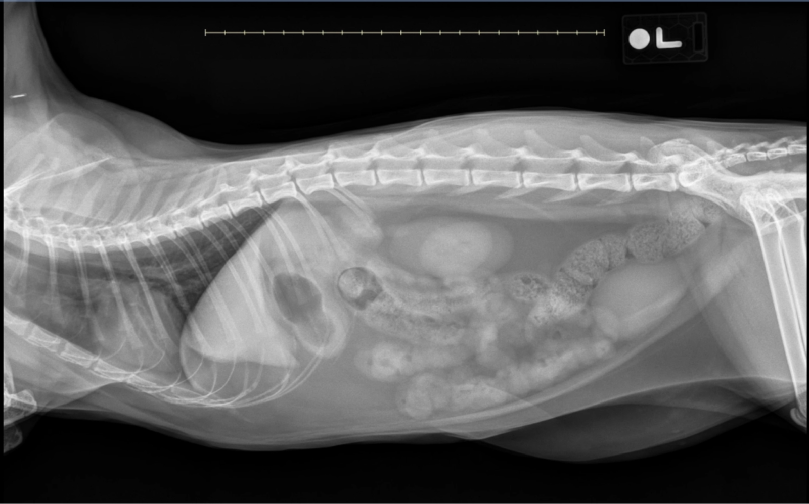 Left lateral abdominal x-ray of a cat with small intestinal plication and fragmented intraluminal gas, classic signs of linear foreign body obstruction.