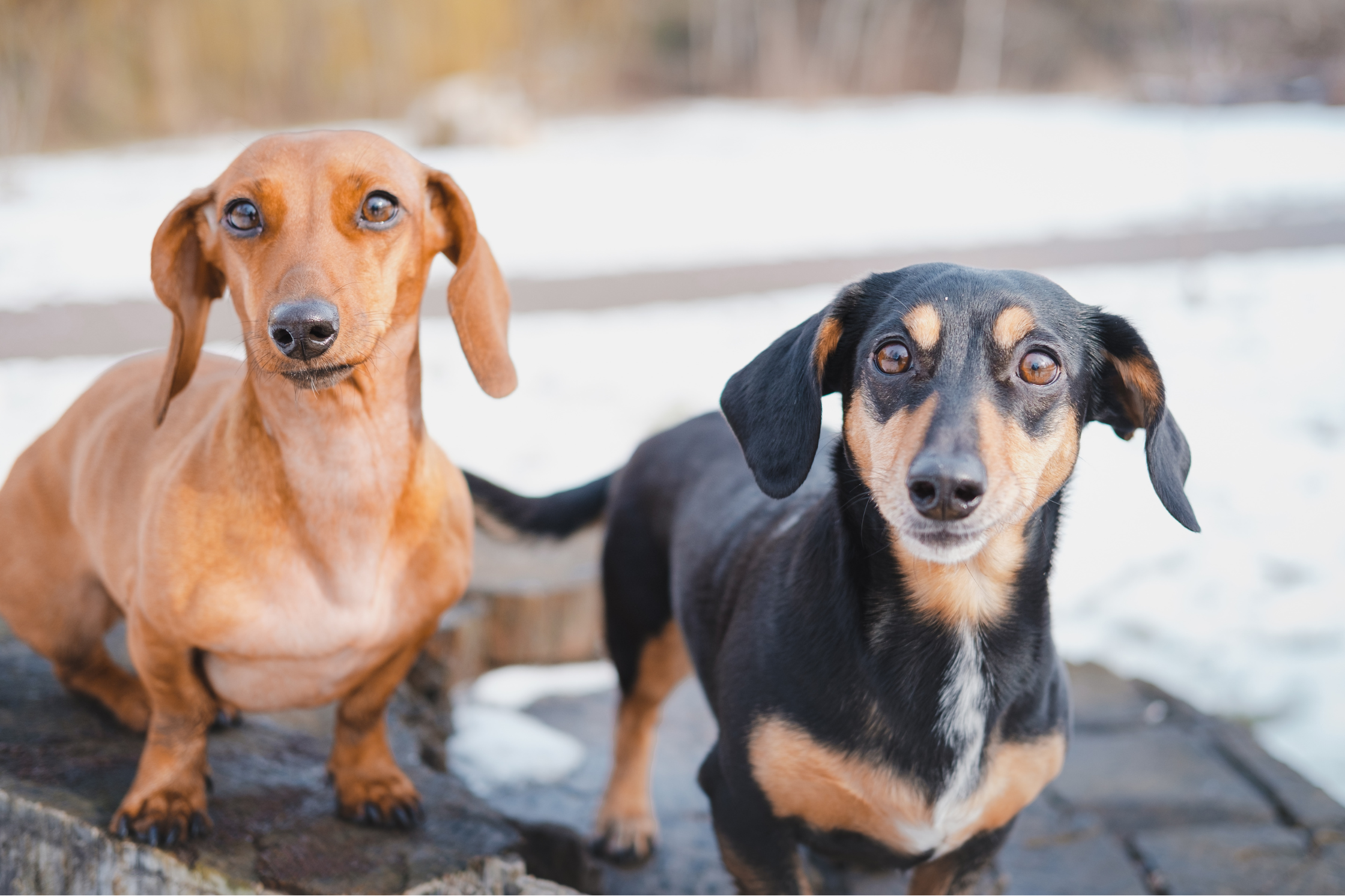Two Dachshunds standing together alert and attentive, representing early subtle signs of IVDD