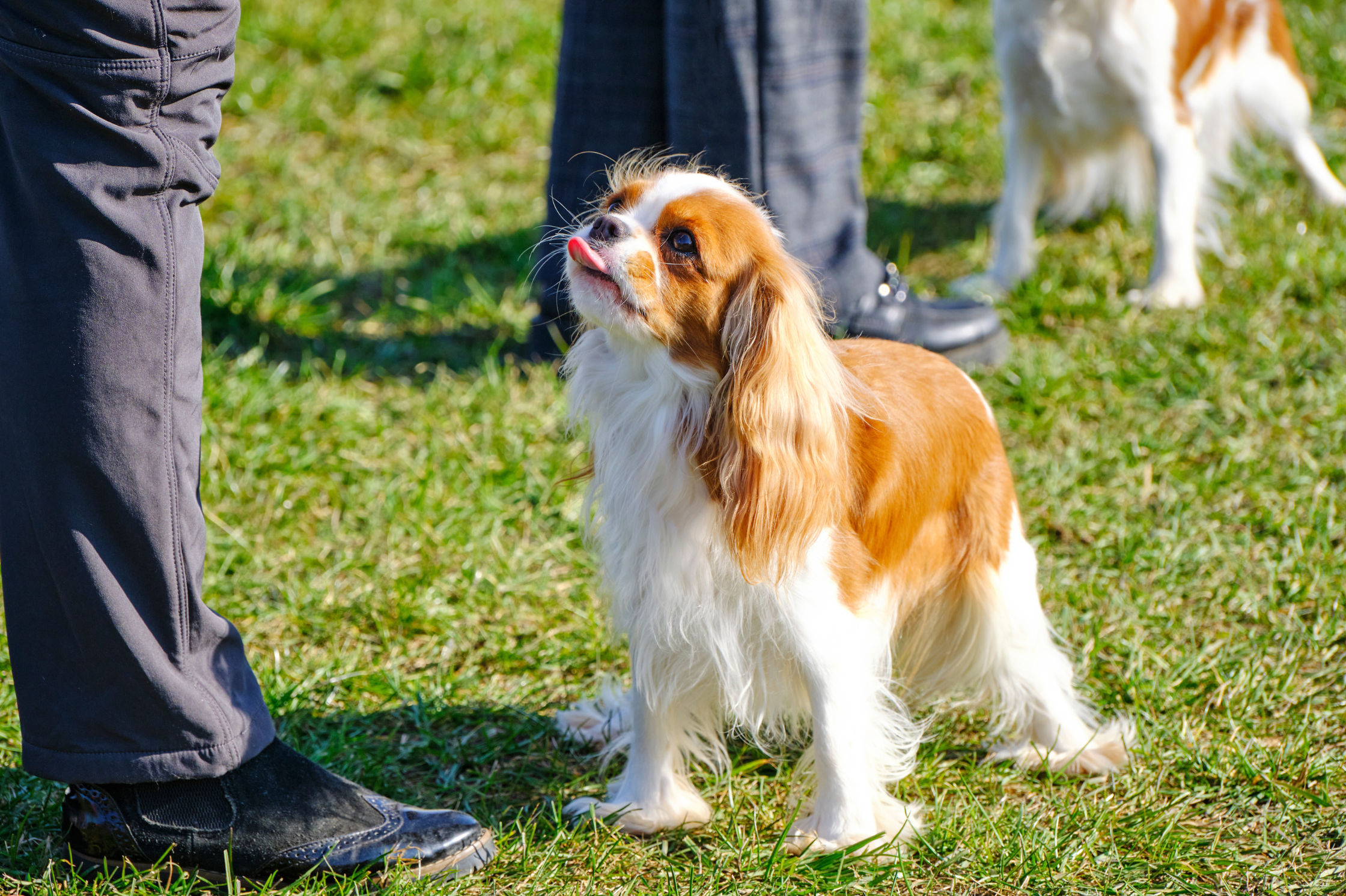 Cavalier King Charles Spaniel interacting with a person outdoors, potentially showing subtle signs of Chiari malformation.