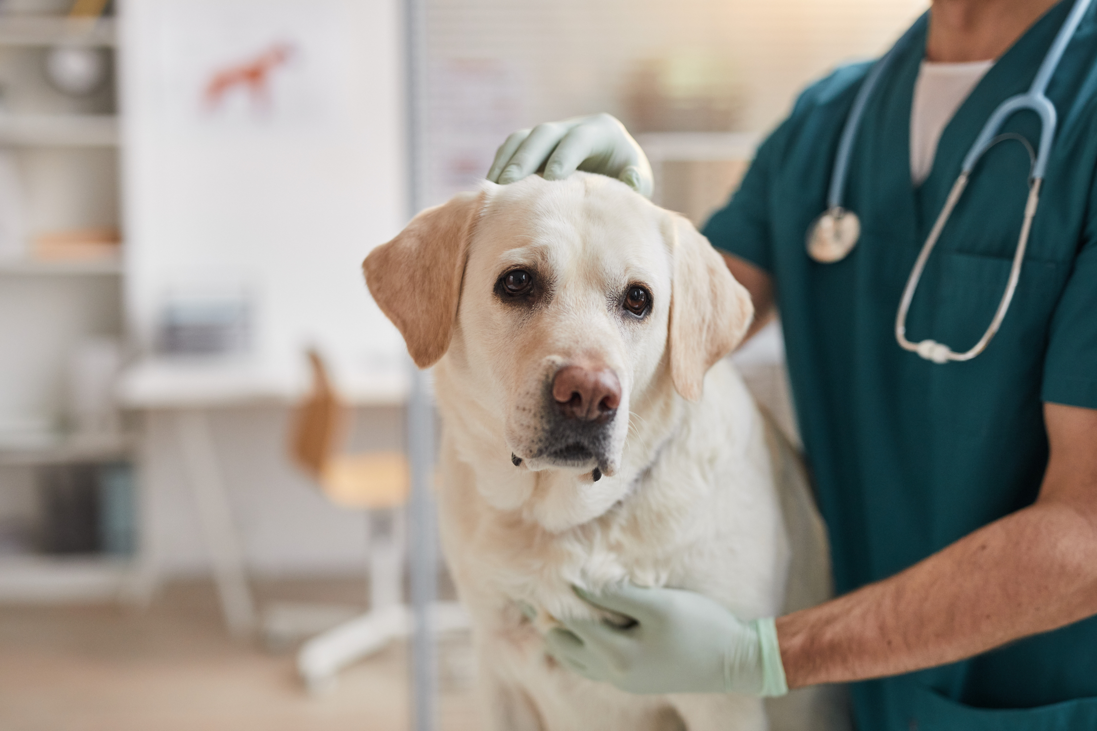 Veterinarian examining a concerned Golden Retriever during a wellness check in a clinic setting.