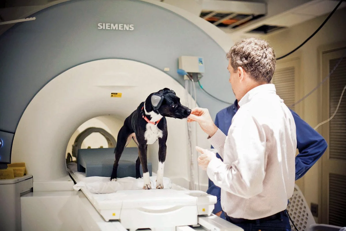 Emory researchers use fMRI to study canine cognition and behavior. Photo courtesy of Emory Magazine / Bryan Meltz