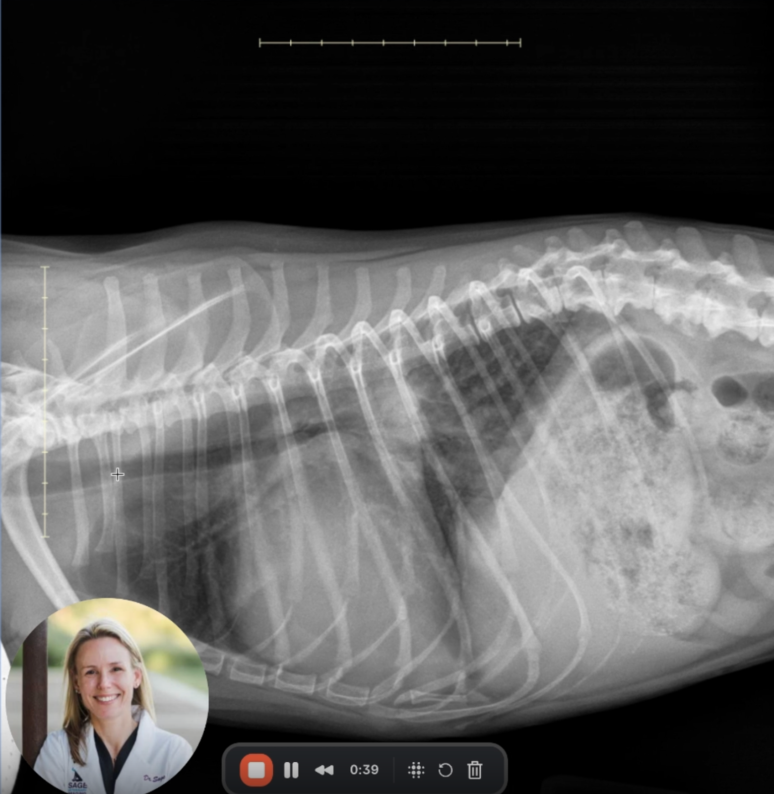 Pulmonary Edema Dog Xray