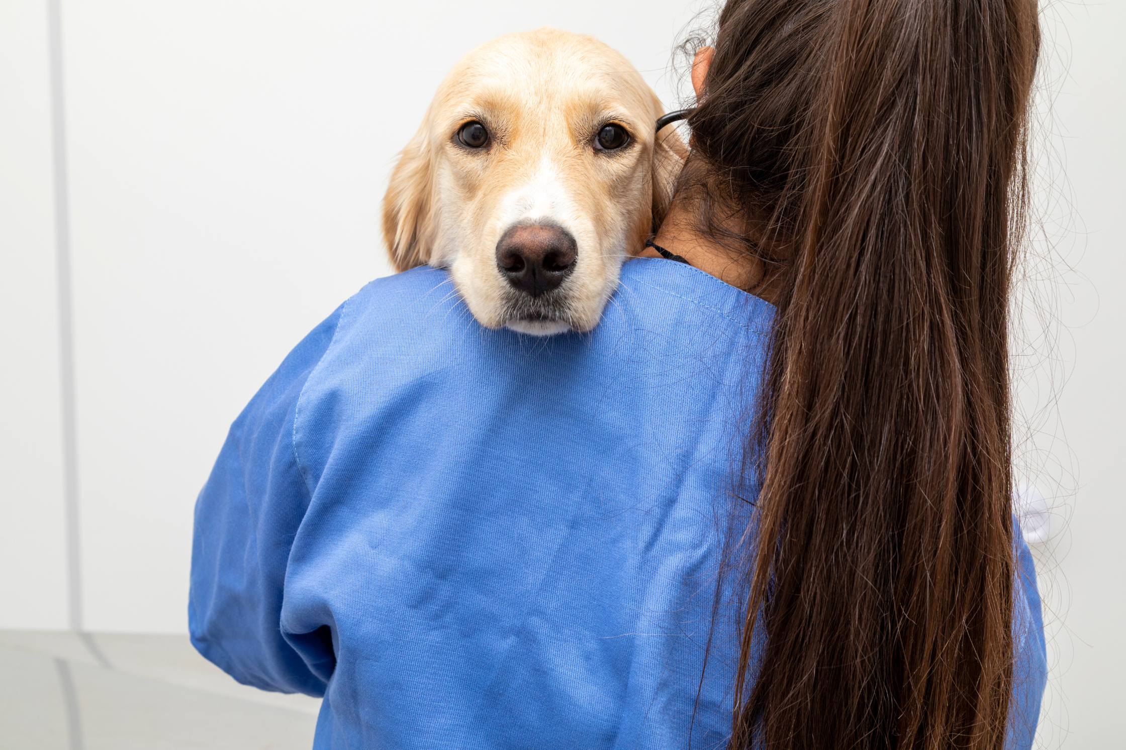 A Golden Retriever being comforted by a veterinary professional before emergency diagnostic imaging at Sage Veterinary Imaging in Sandy, Utah