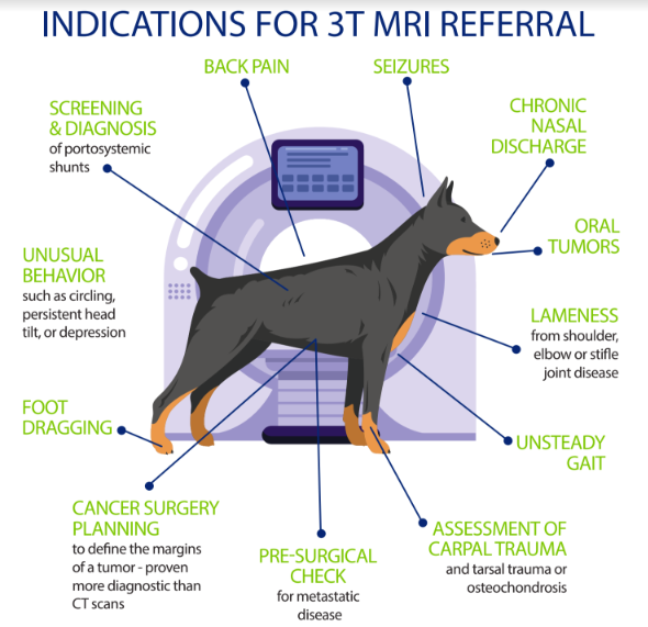 Don't Miss These Common Signs of Nervous System Problems in Small Dogs —  Sage Veterinary Imaging | Human-quality imaging for pets