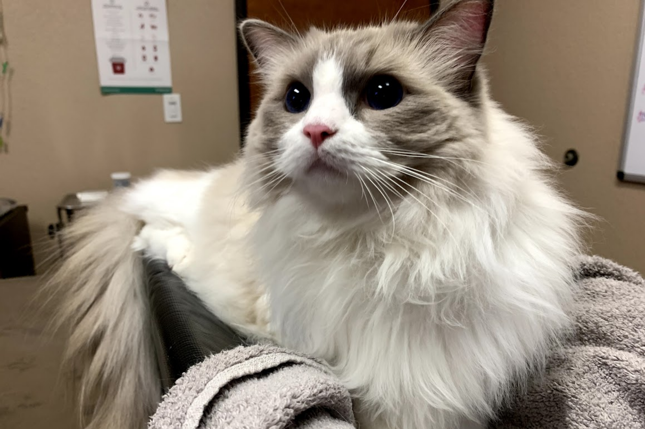 A calm cat resting comfortably during I-131 radioiodine treatment near Houston, Texas
