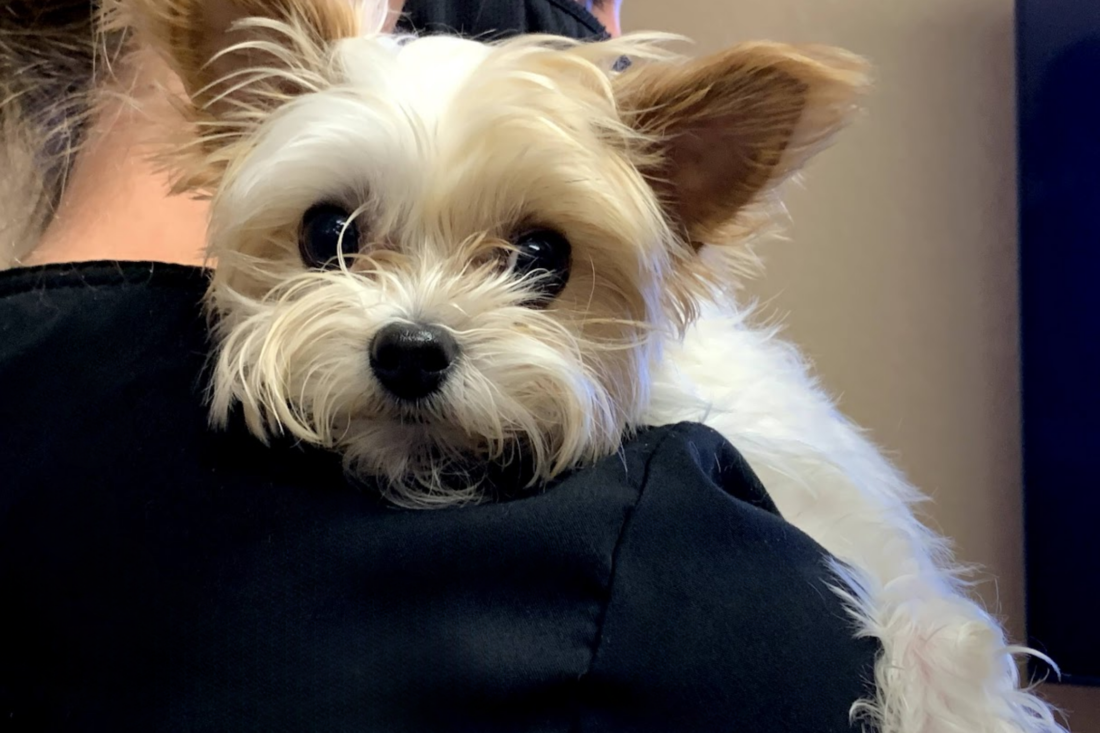 A veterinarian coordinating an advanced imaging referral with Sage Veterinary Imaging in Sandy, Utah