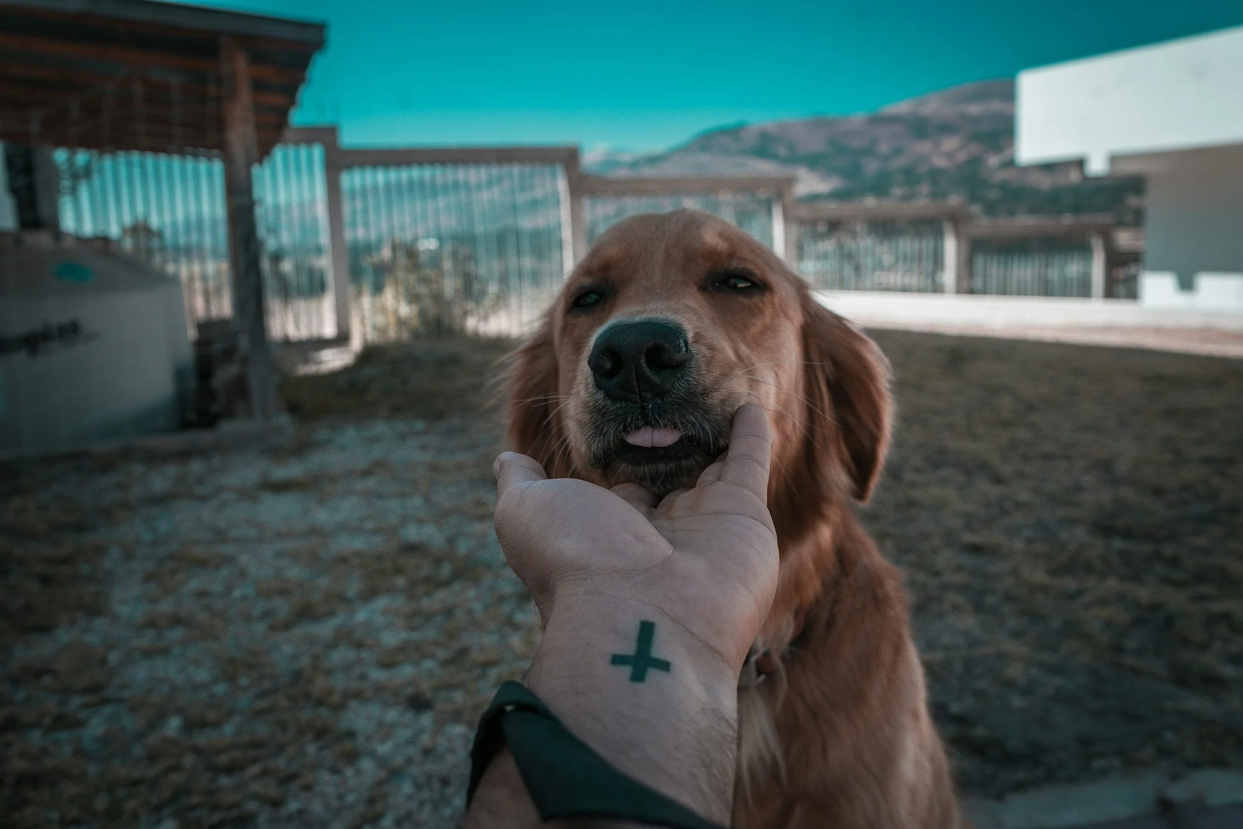 Veterinarian gently examining a dog’s face during a physical evaluation outdoors