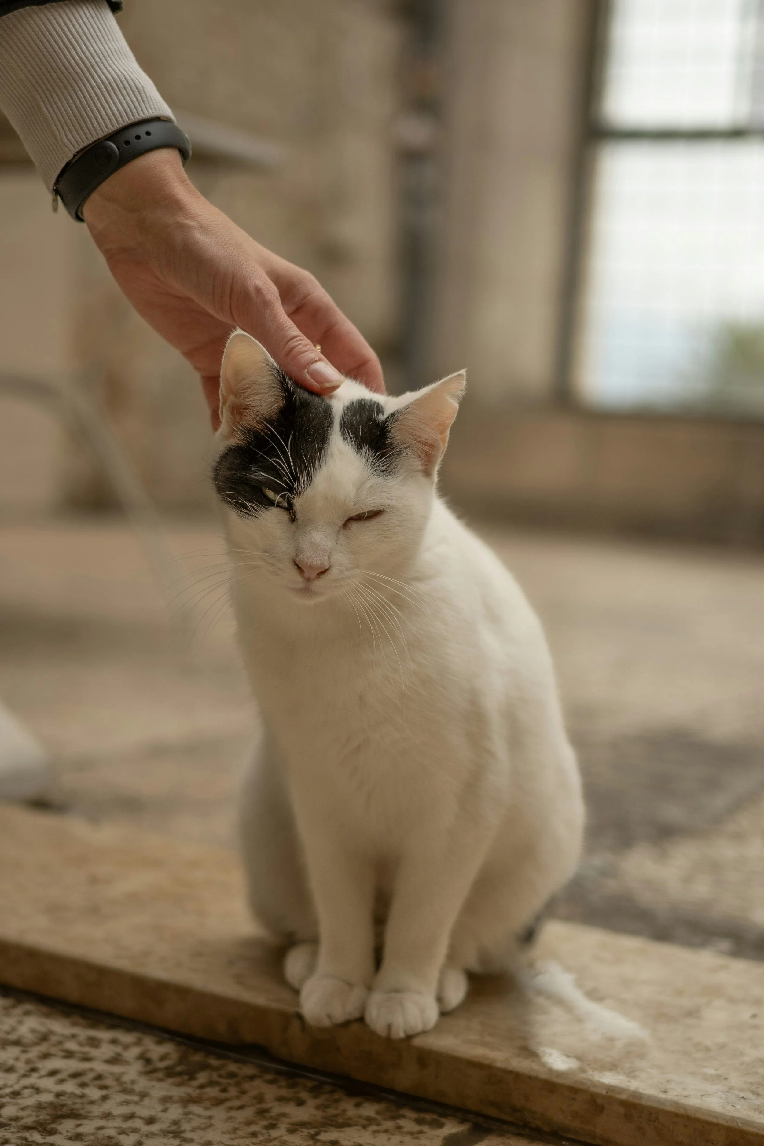 Person gently petting a calm cat, showing close observation of a cat’s behavior and health