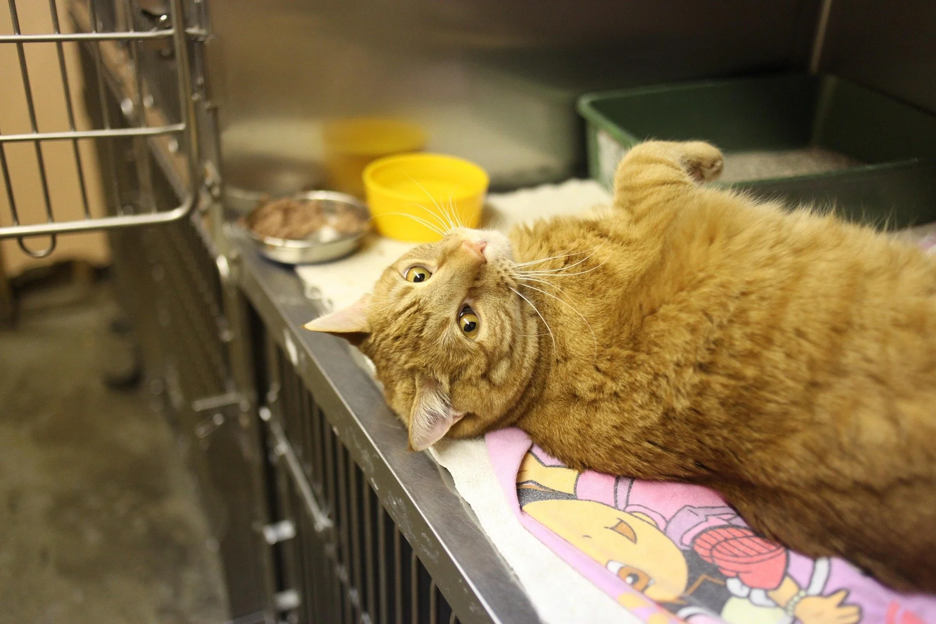 An orange cat resting comfortably in a veterinary care area during treatment