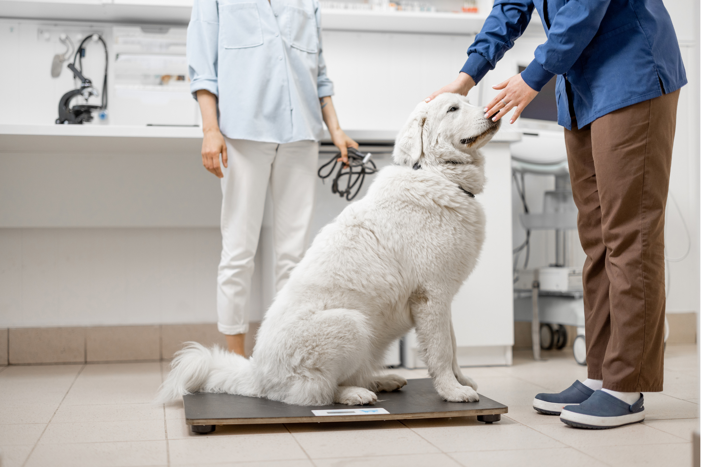 Large breed dog undergoing neurological evaluation for suspected Wobbler Syndrome at Sage Veterinary Imaging in Round Rock, Texas