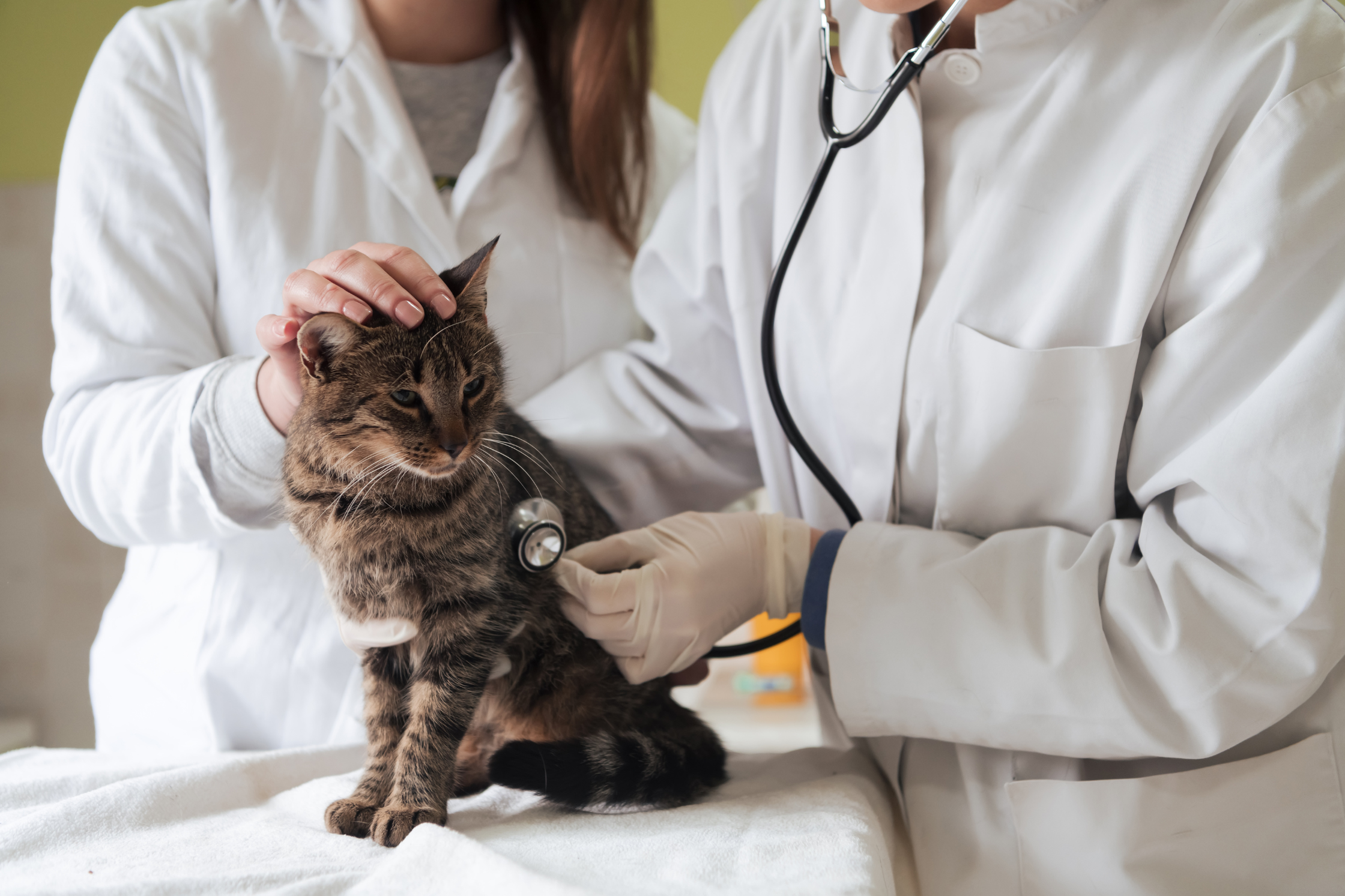A pet receiving advanced diagnostic imaging near Sugar Land, Texas at Sage Veterinary Imaging