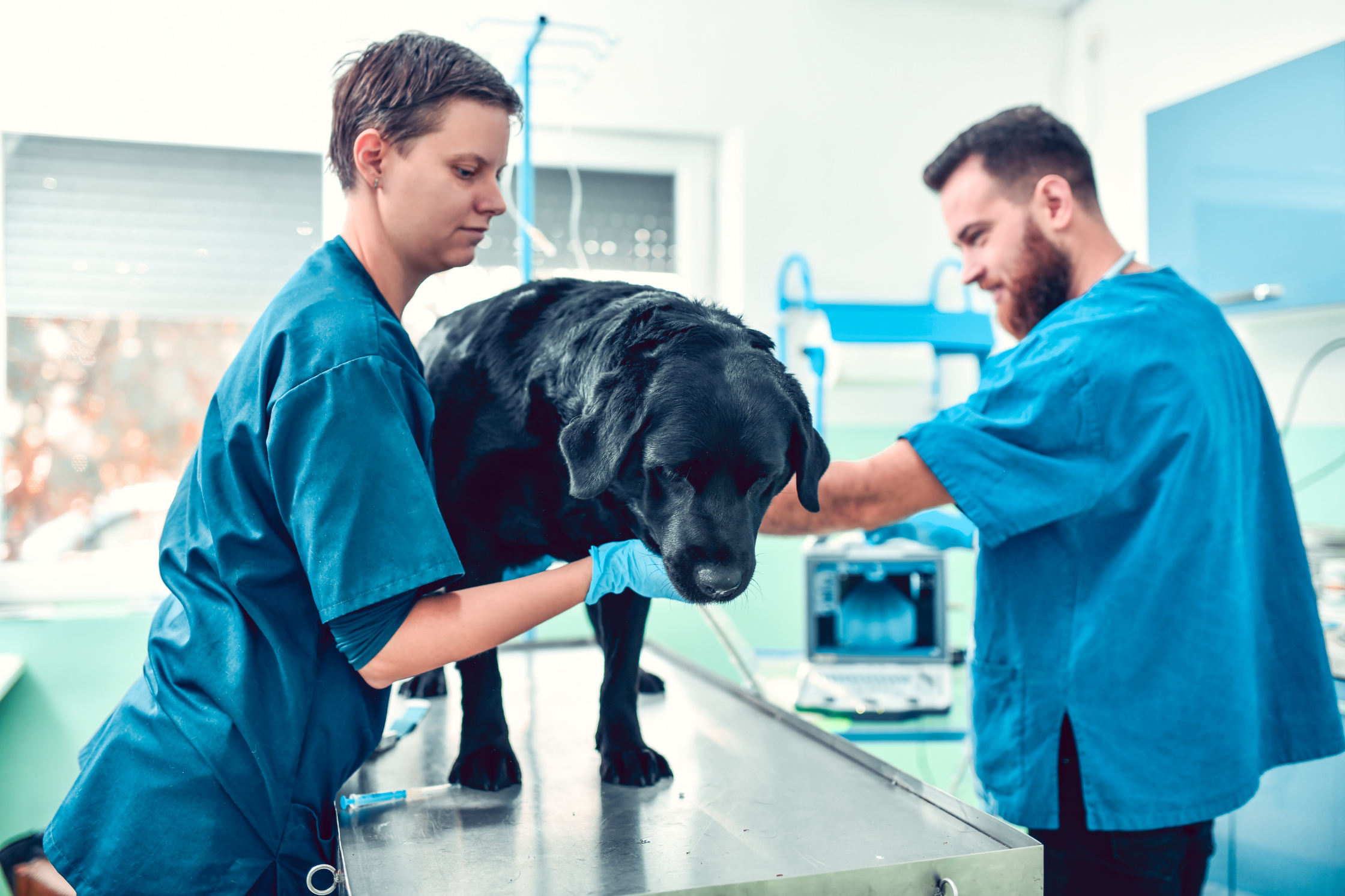 Large breed dog undergoing evaluation for neurological symptoms associated with Wobbler Syndrome near Houston, Texas