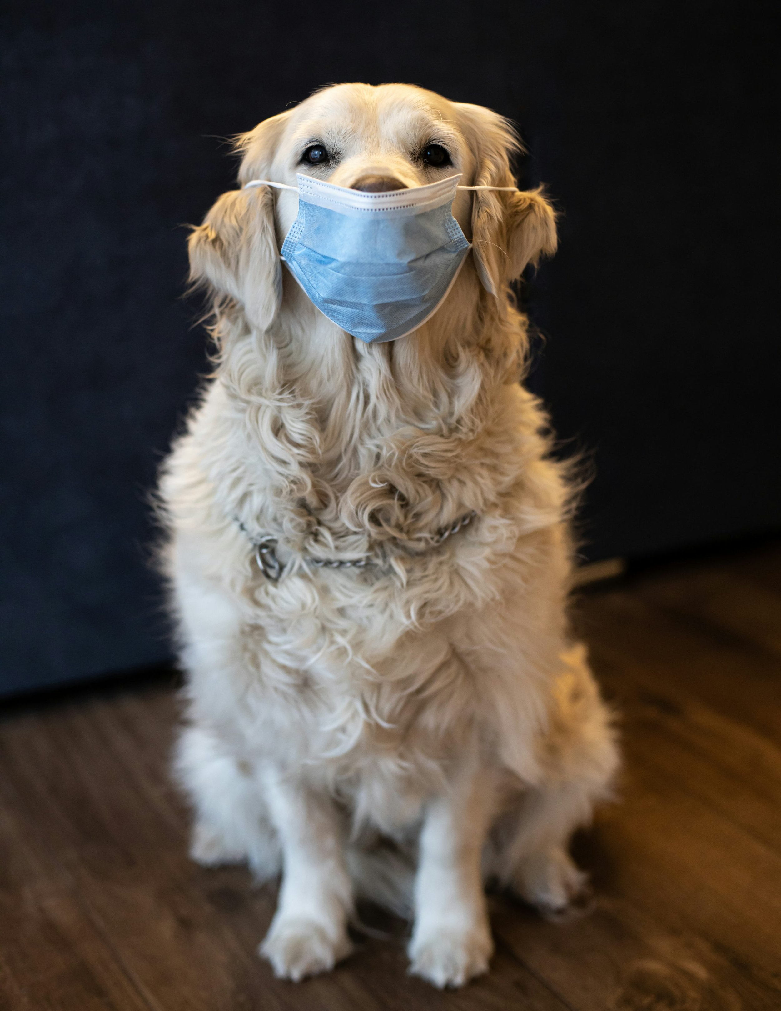 Golden retriever wearing a medical face mask, representing veterinary care and safety