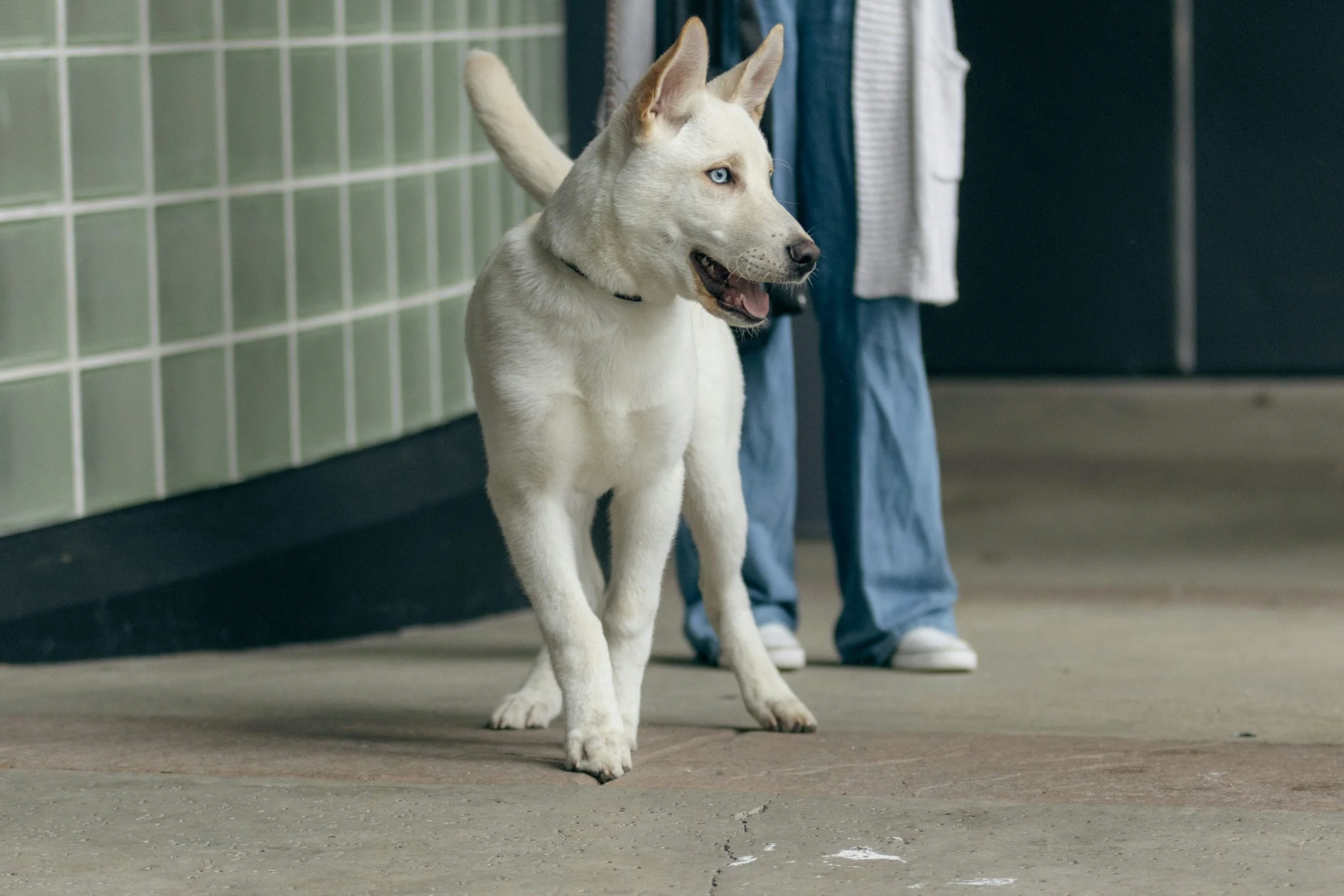 Dog walking inside a veterinary clinic before a non-invasive ultrasound exam