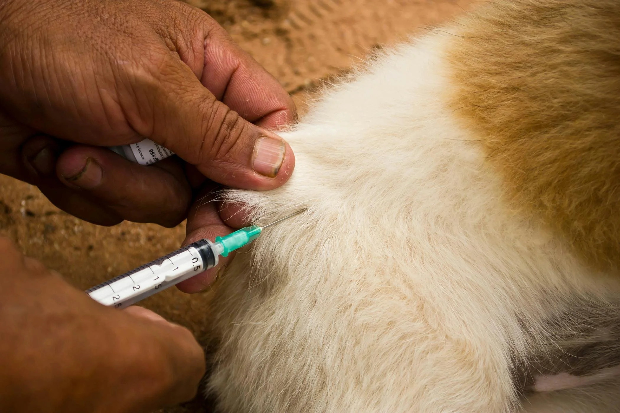 Veterinarian performing fine needle aspiration biopsy procedure on a pet.