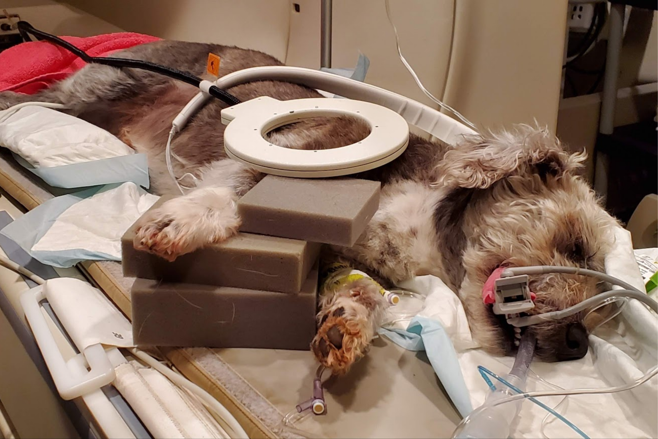 Dog receiving a 3-Tesla MRI scan at Sage Veterinary Imaging