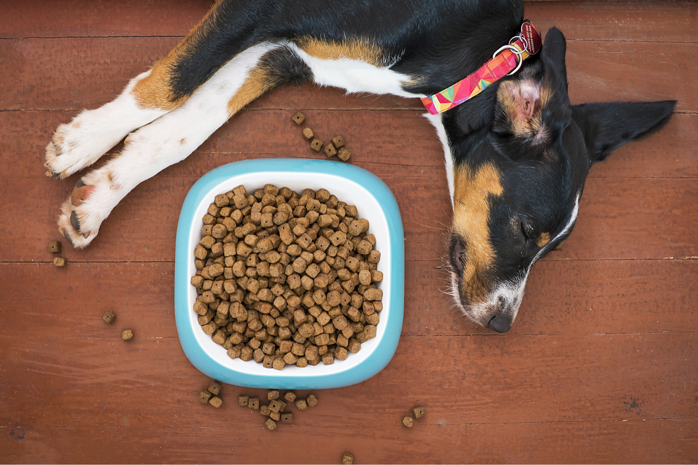 Dog lying next to a full bowl of dry food, showing signs of appetite loss