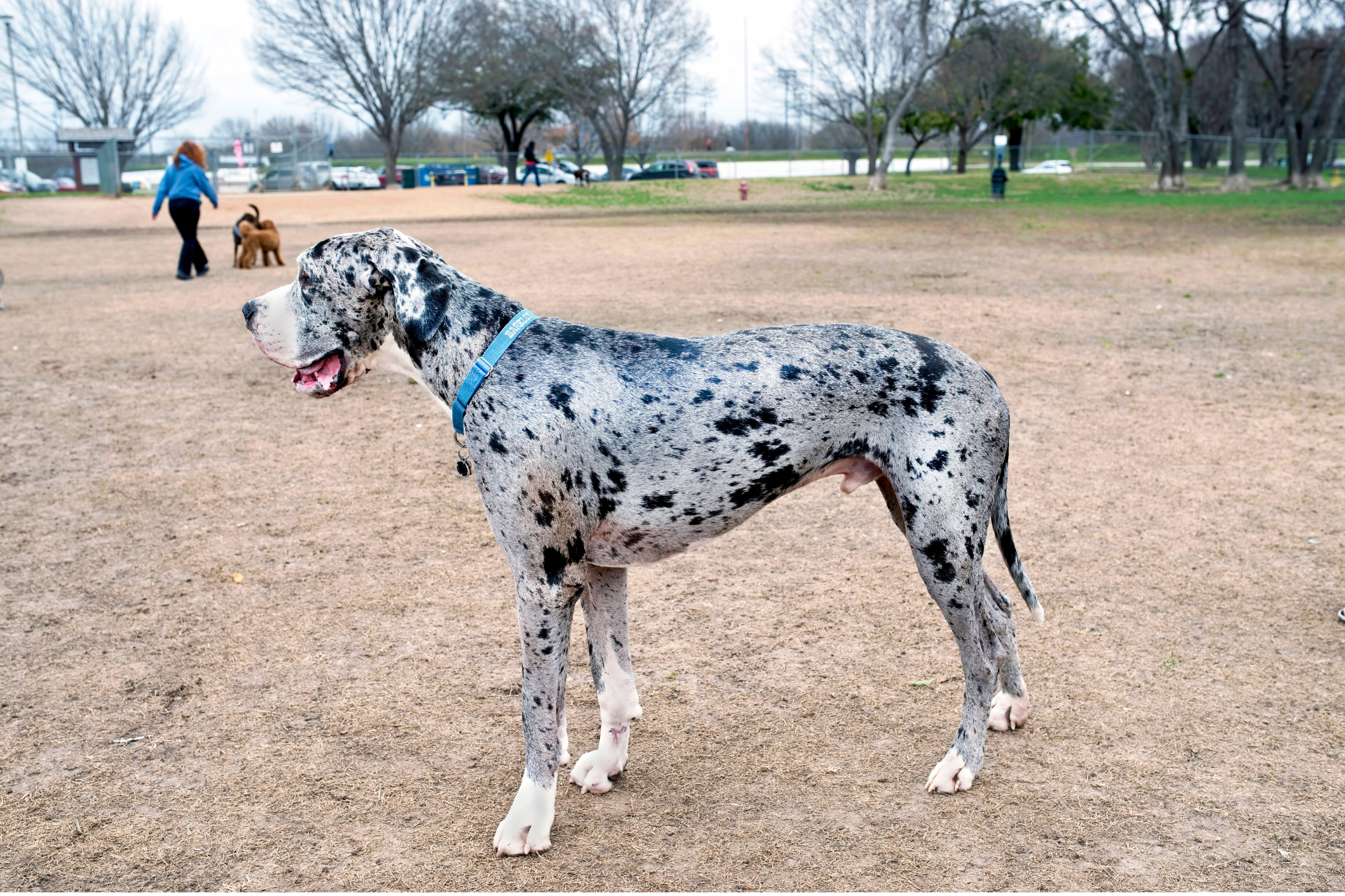 Great Dane standing outdoors, illustrating normal posture that may subtly change with Wobbler syndrome.