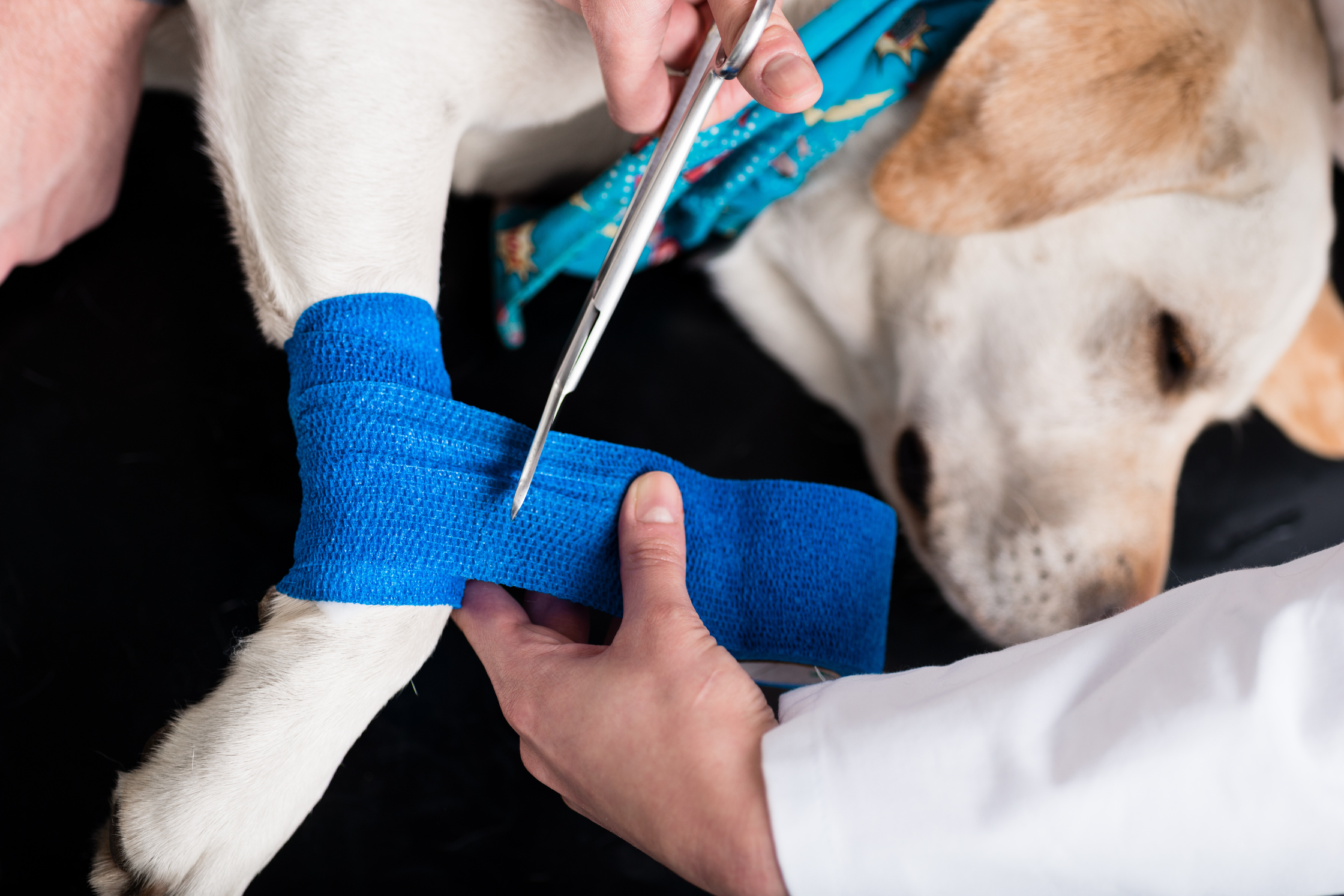Veterinarian placing a bandage on a dog’s front leg during treatment for an orthopedic injury.