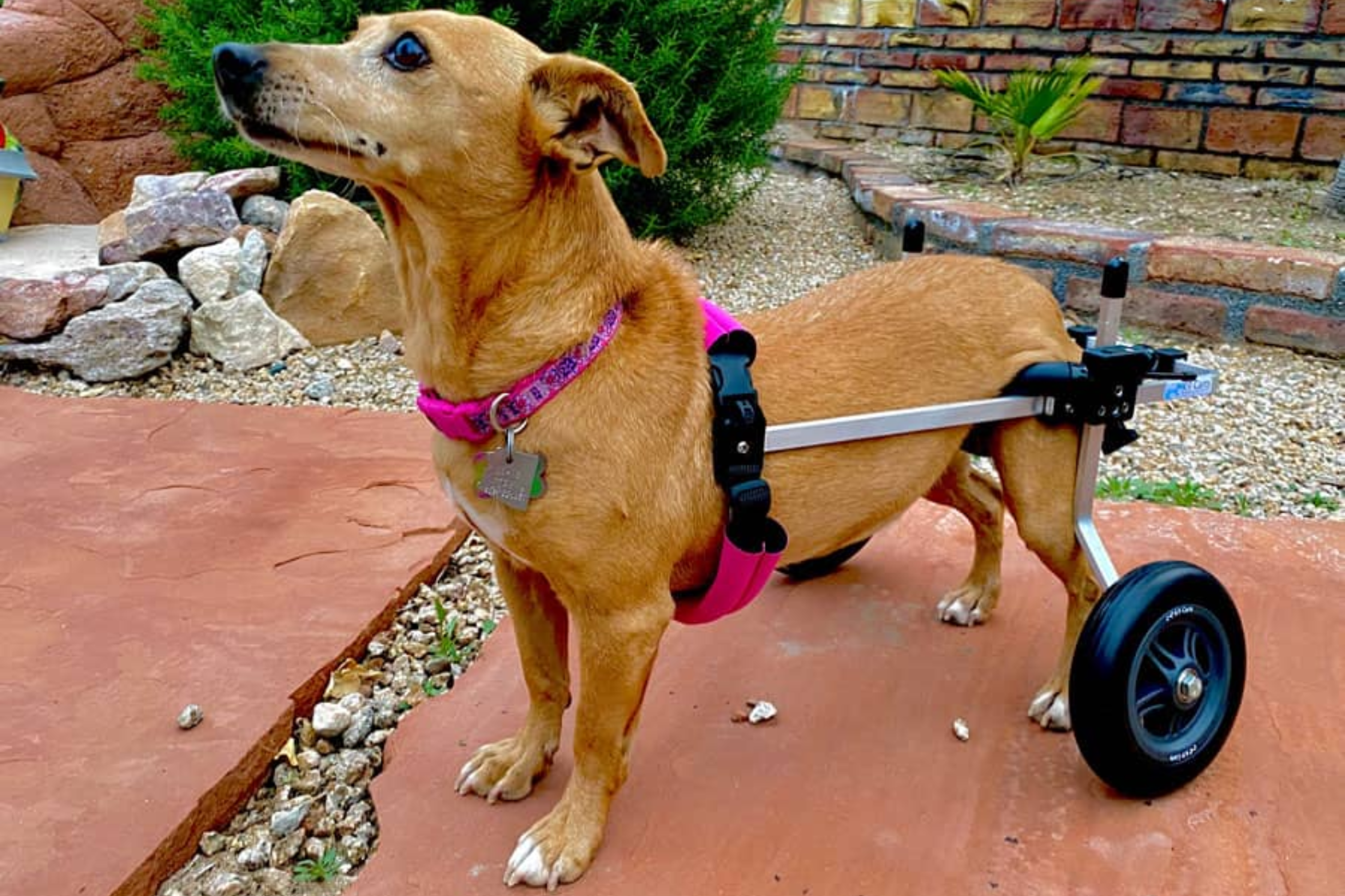 Small dog using a rear mobility cart outdoors showing assisted movement and quality of life