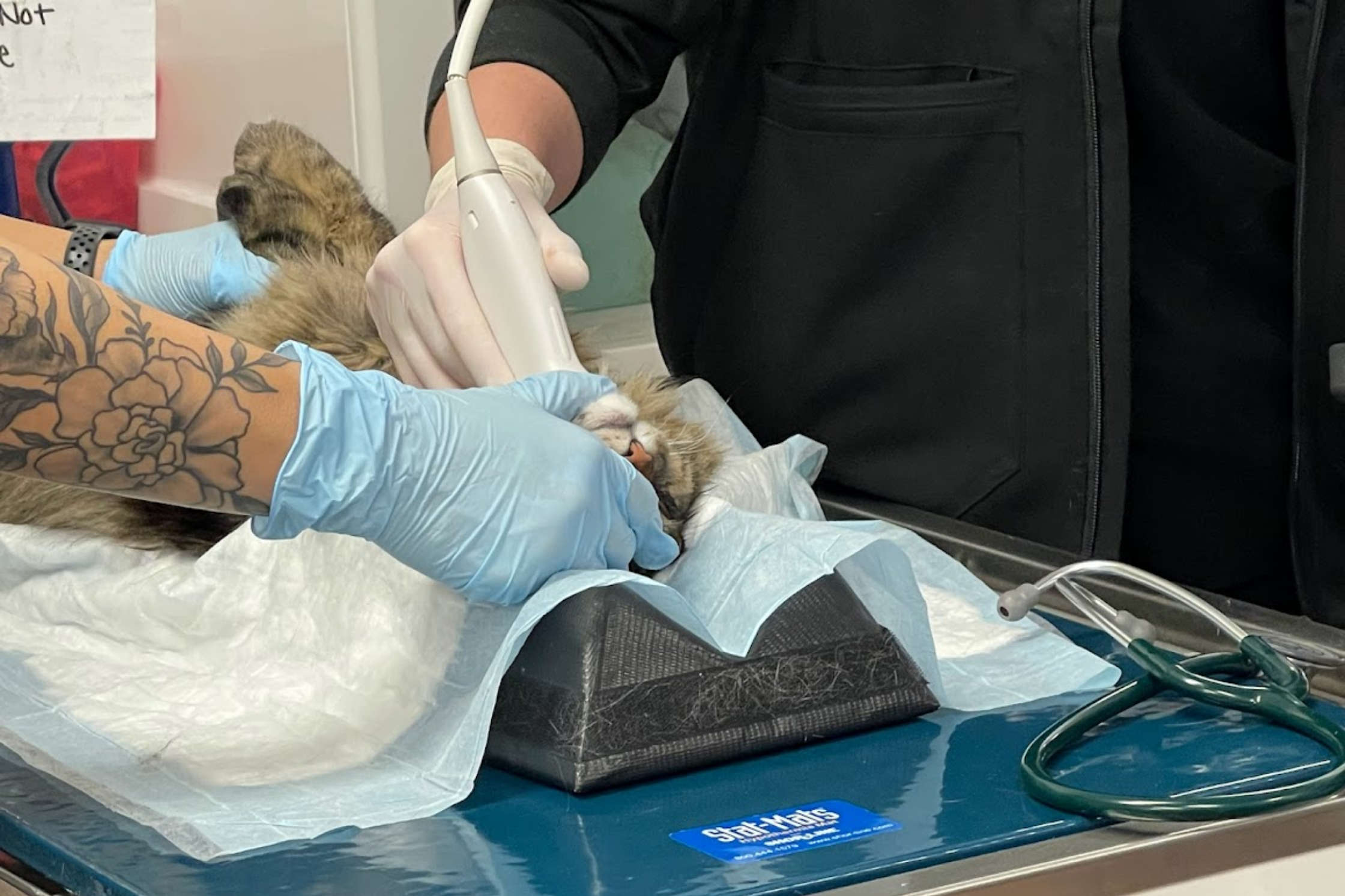 A cat undergoing a cardiac ultrasound examination at Sage Veterinary Imaging in Sandy, Utah